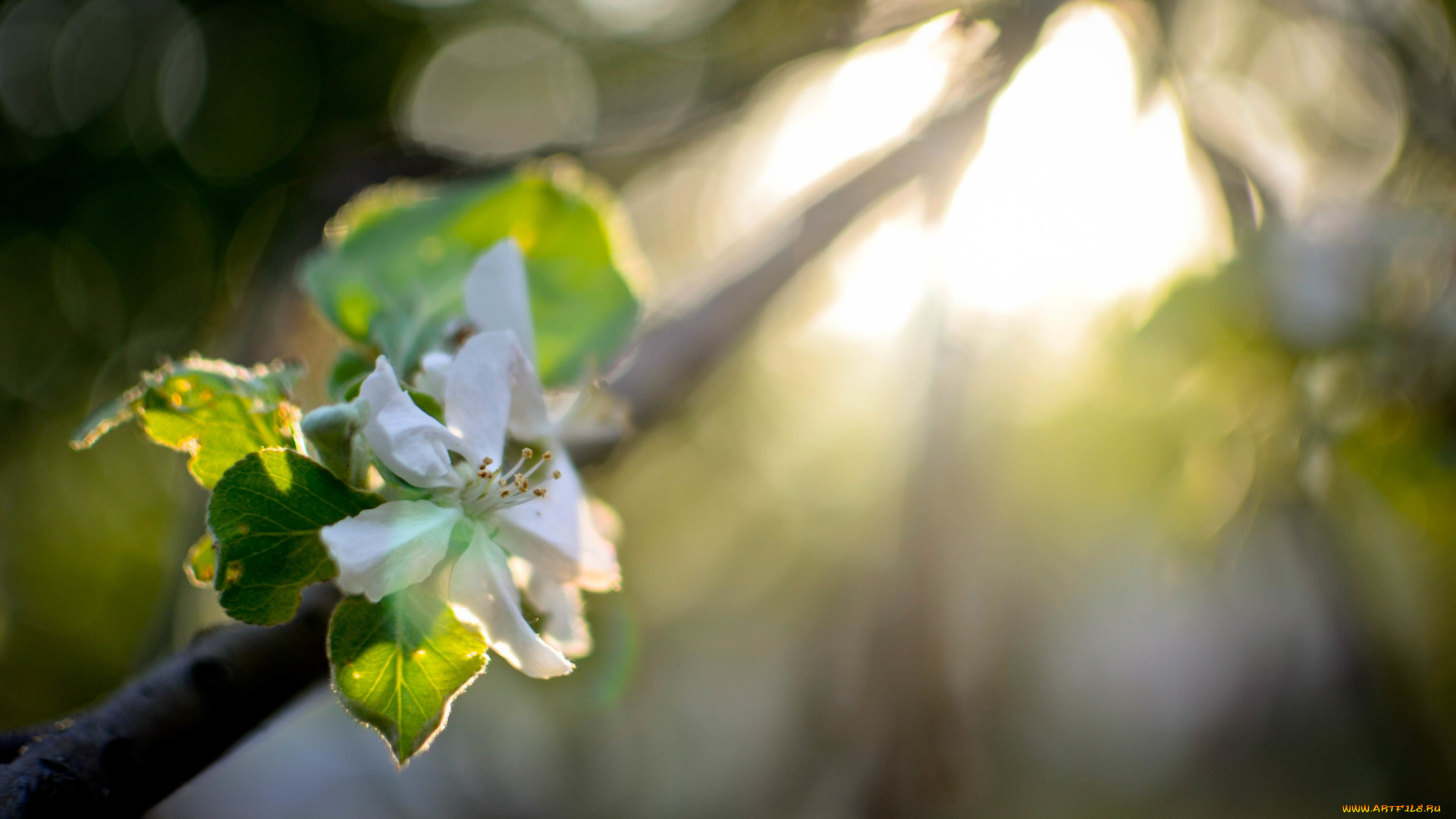 цветы, цветущие, деревья, , , кустарники, весна