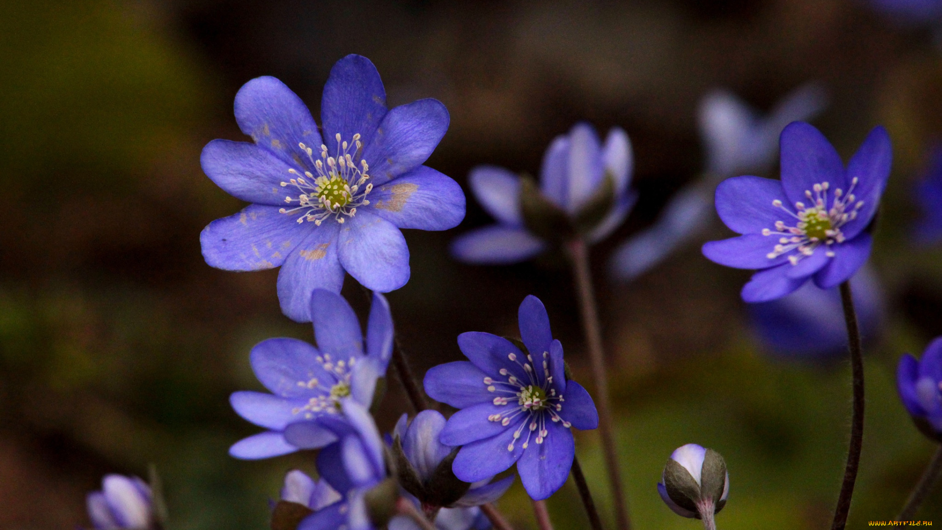 цветы, ветреницы, , печёночницы