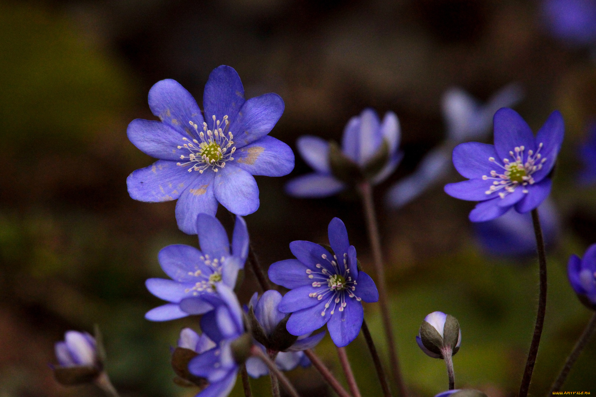 цветы, ветреницы, , печёночницы