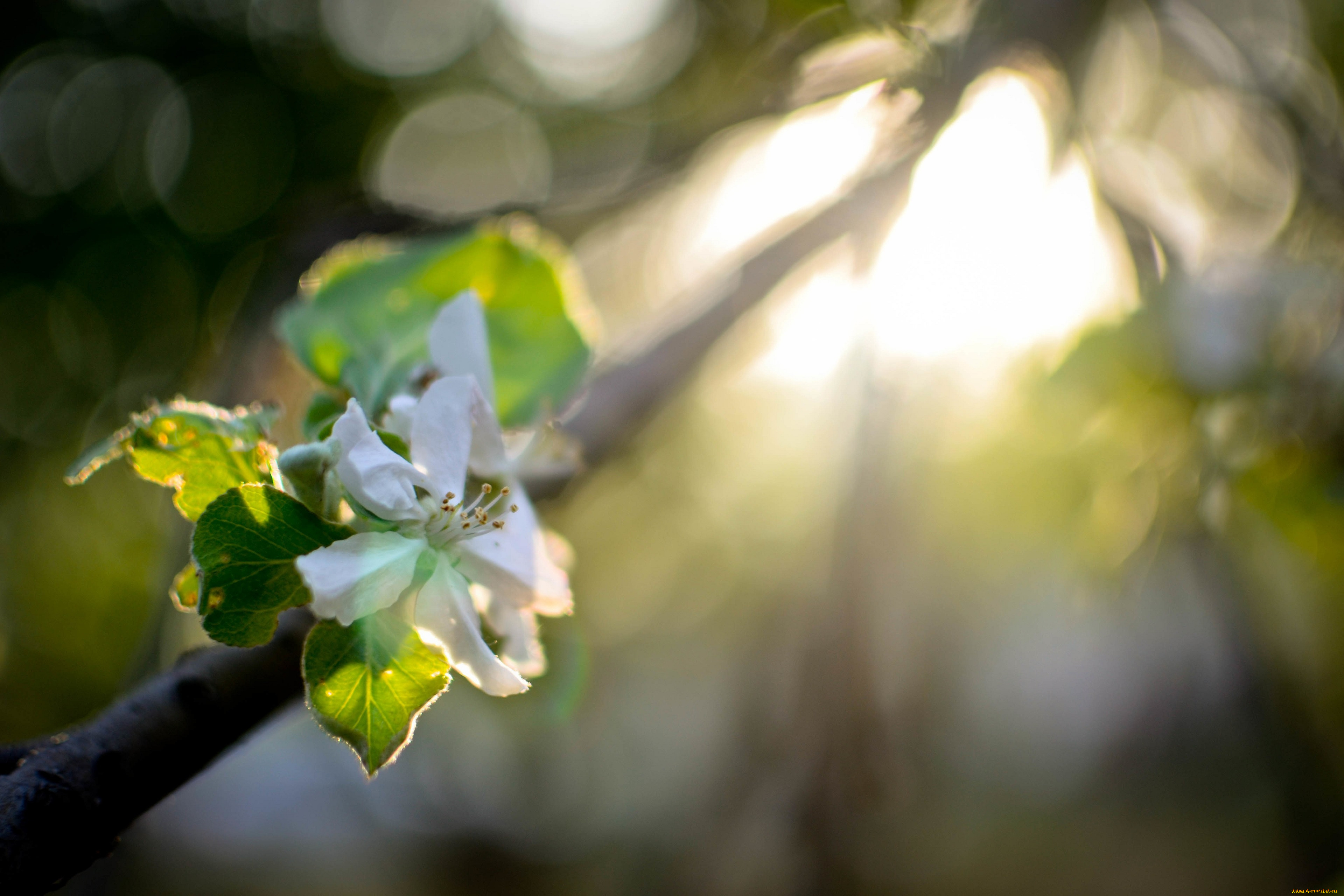цветы, цветущие, деревья, , , кустарники, весна