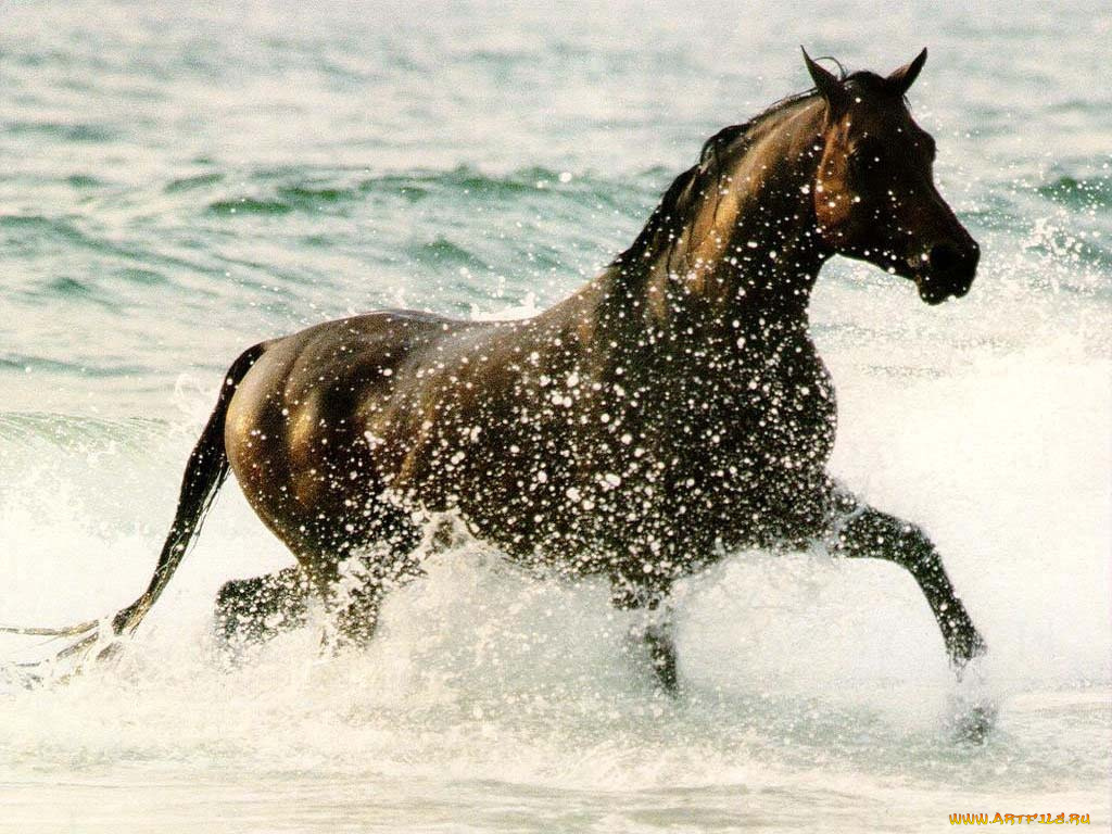 животные, лошади