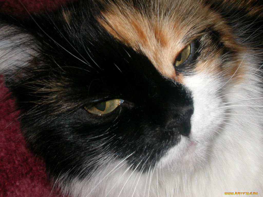 животные, коты