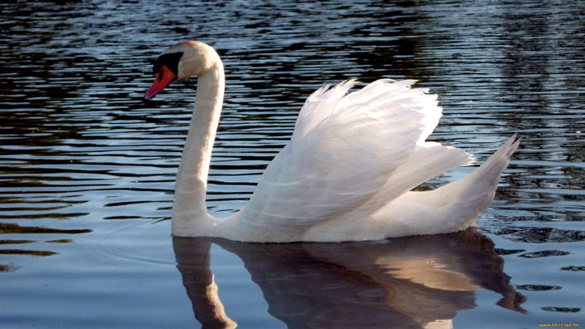 животные, лебеди