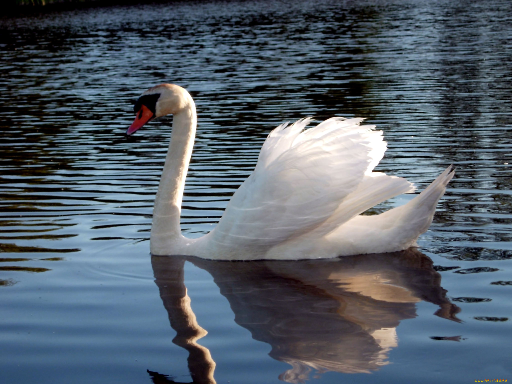 животные, лебеди