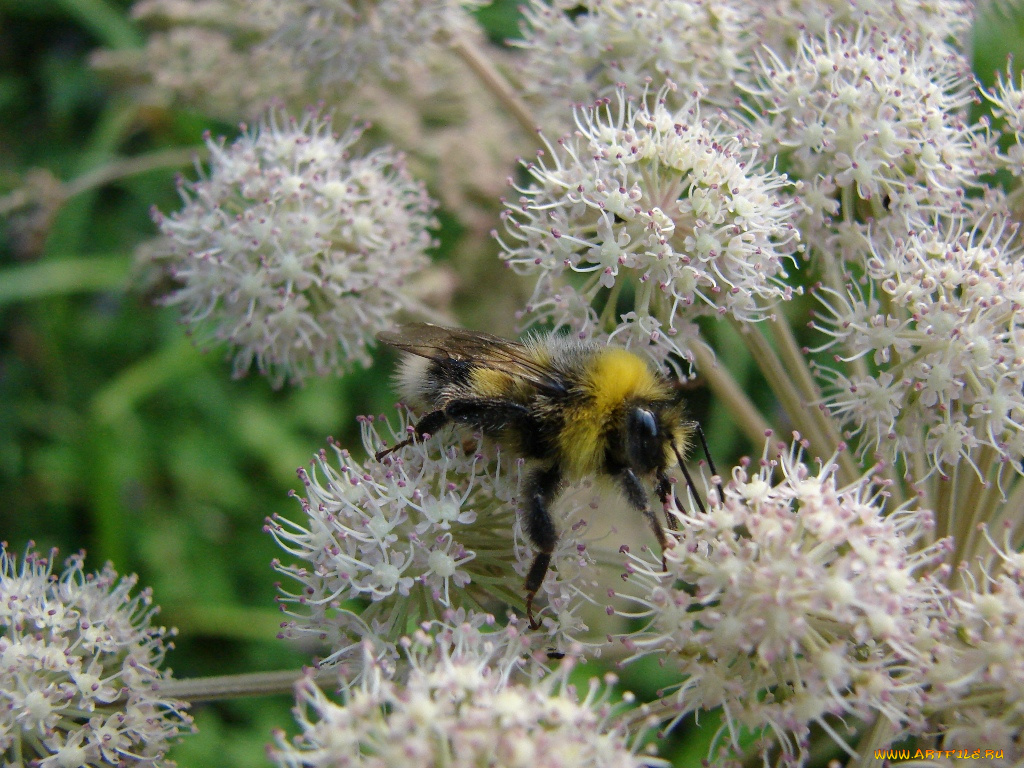 животные, пчелы, осы, шмели