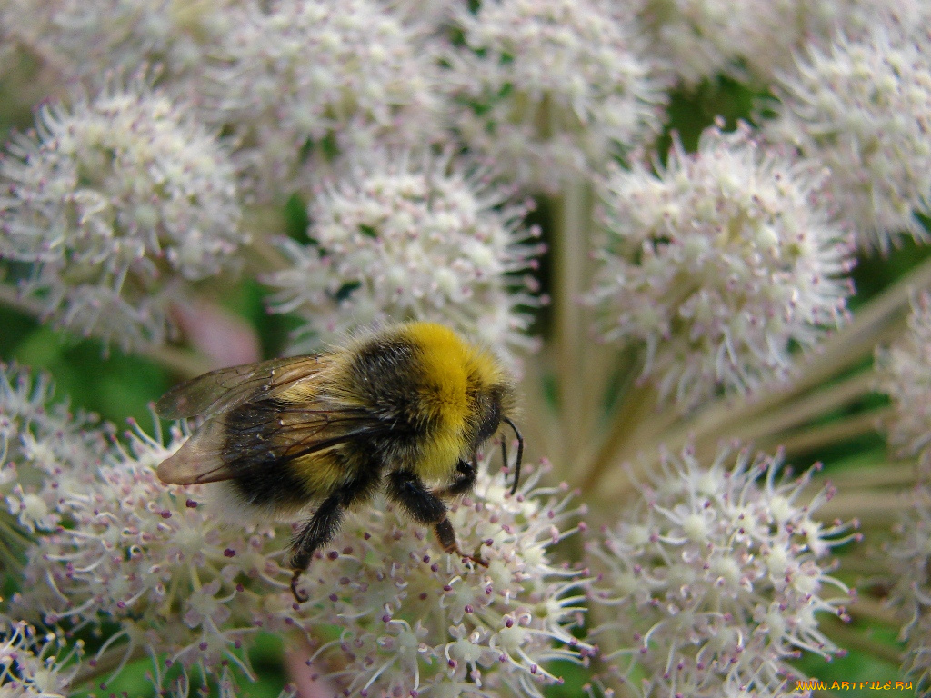 животные, пчелы, осы, шмели