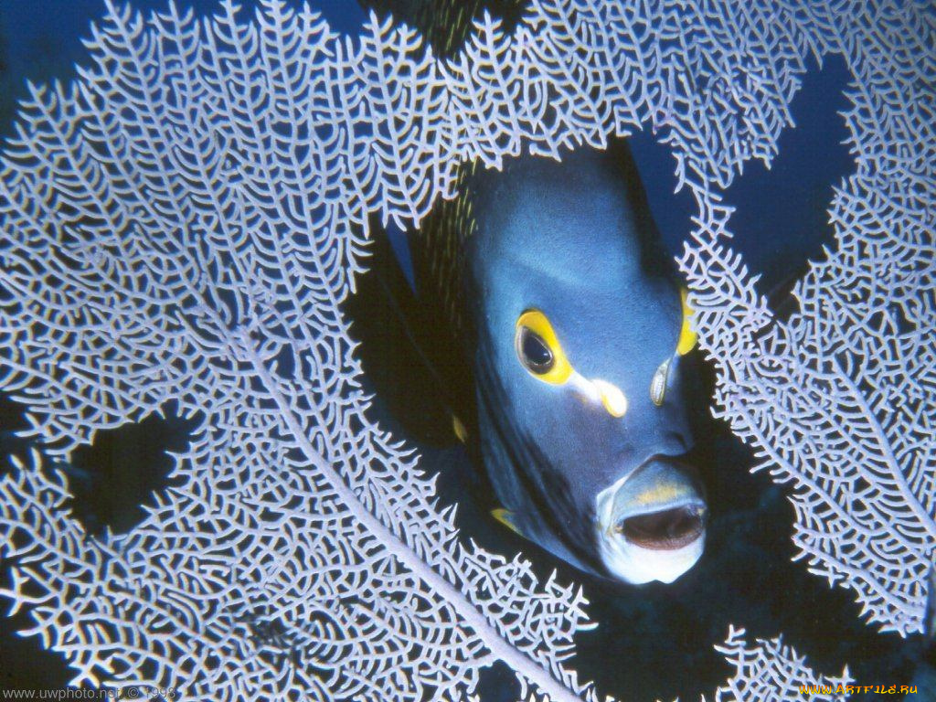 животные, рыбы