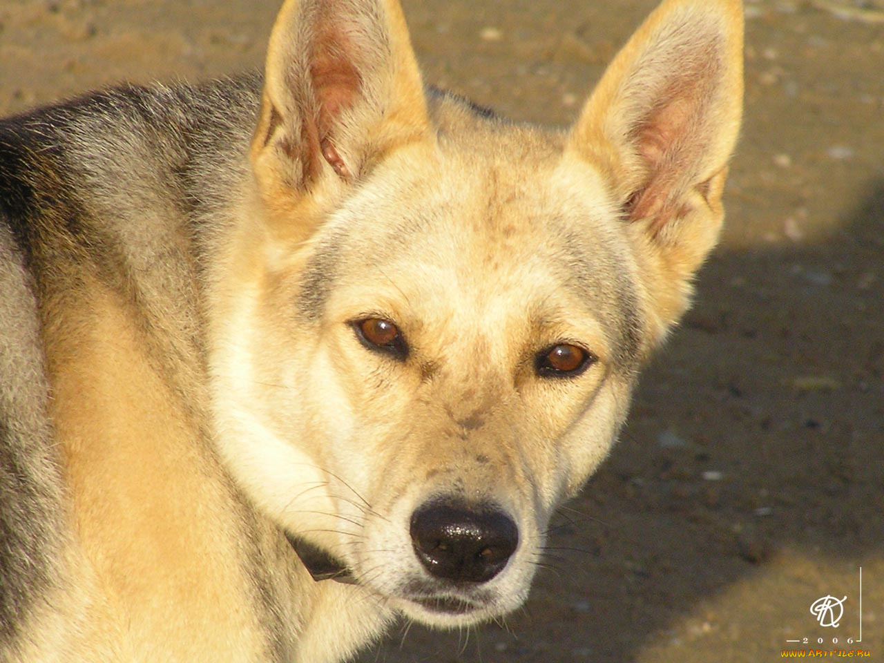животные, собаки