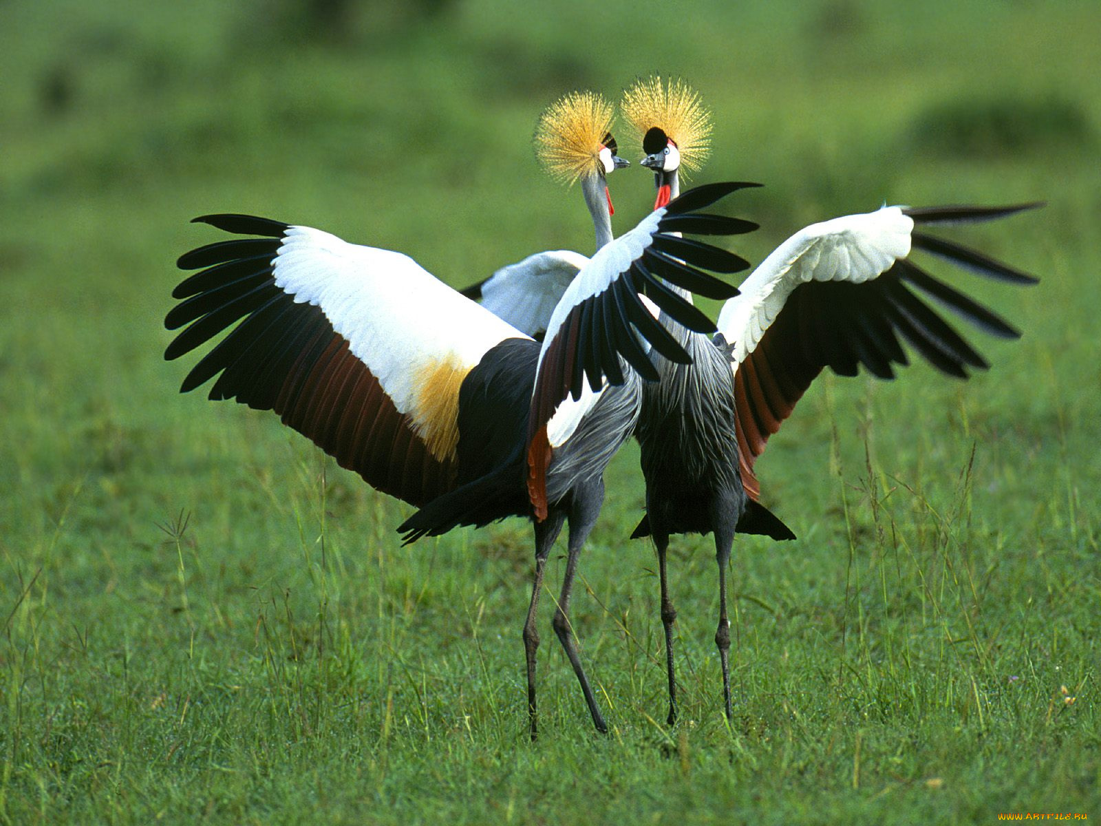 crowned, cranes, in, full, splendor, животные, журавли