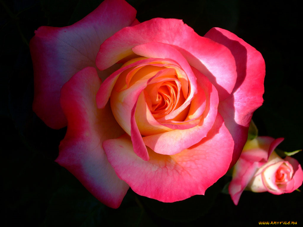 цветы, розы