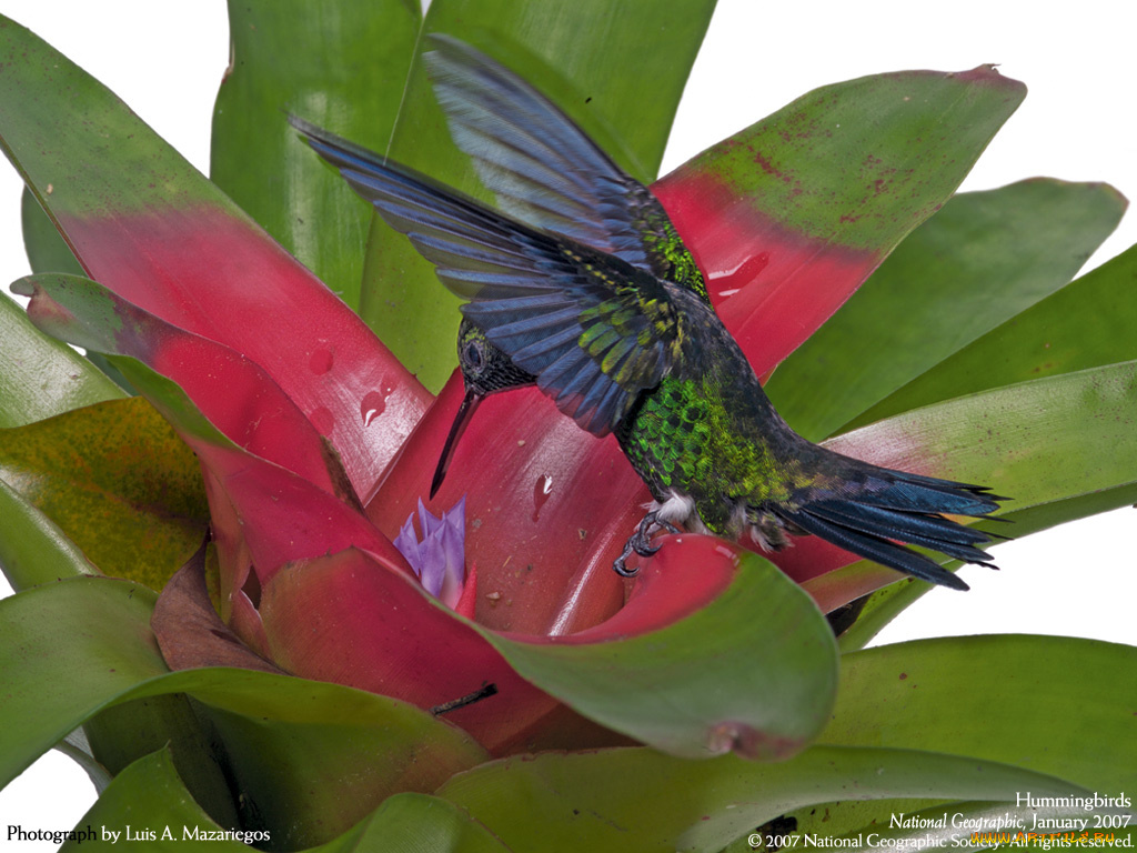 животные, колибри