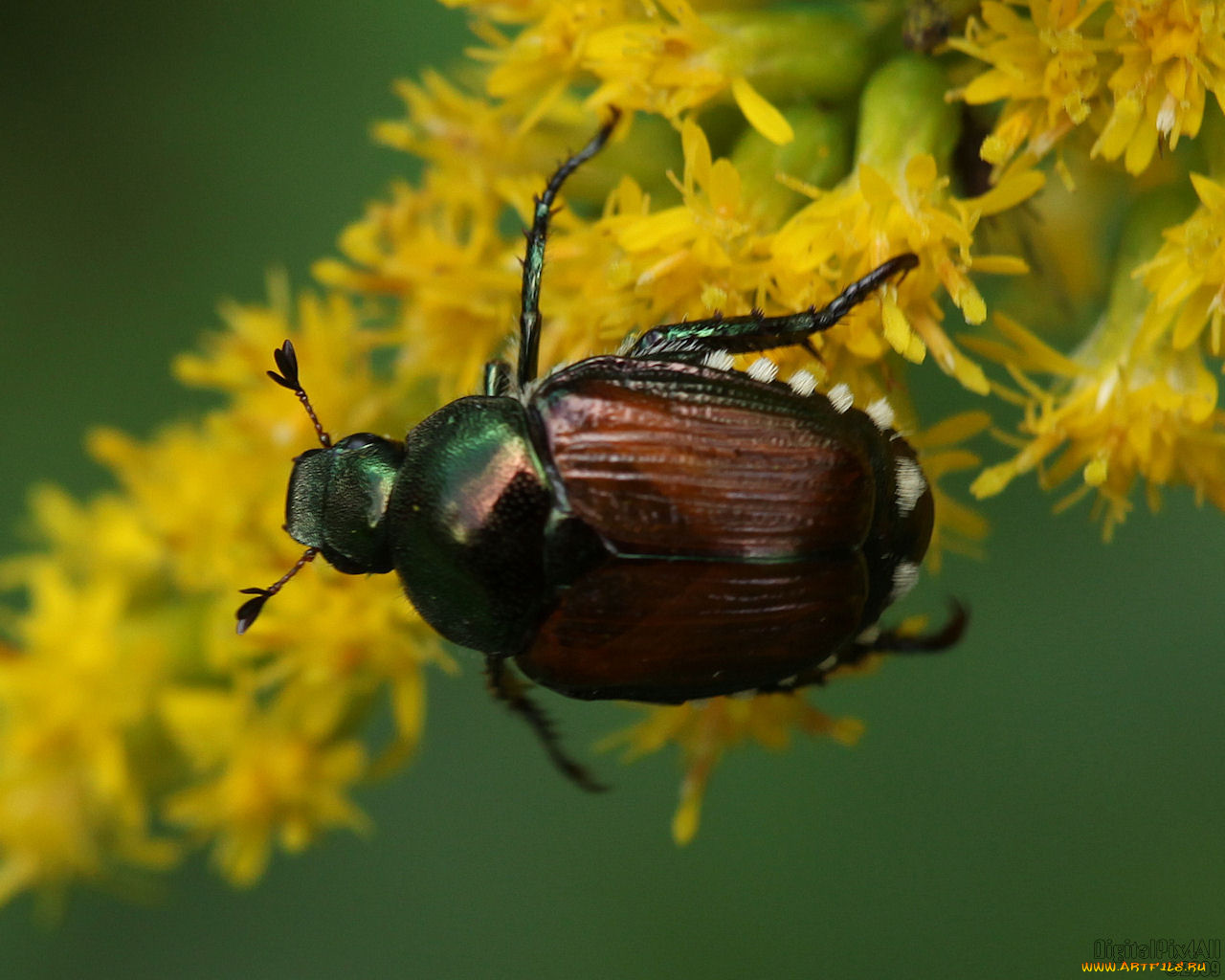 животные, насекомые