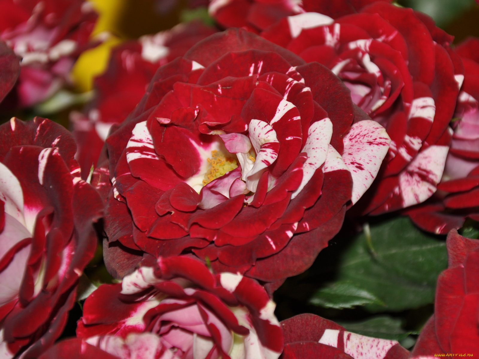 цветы, розы