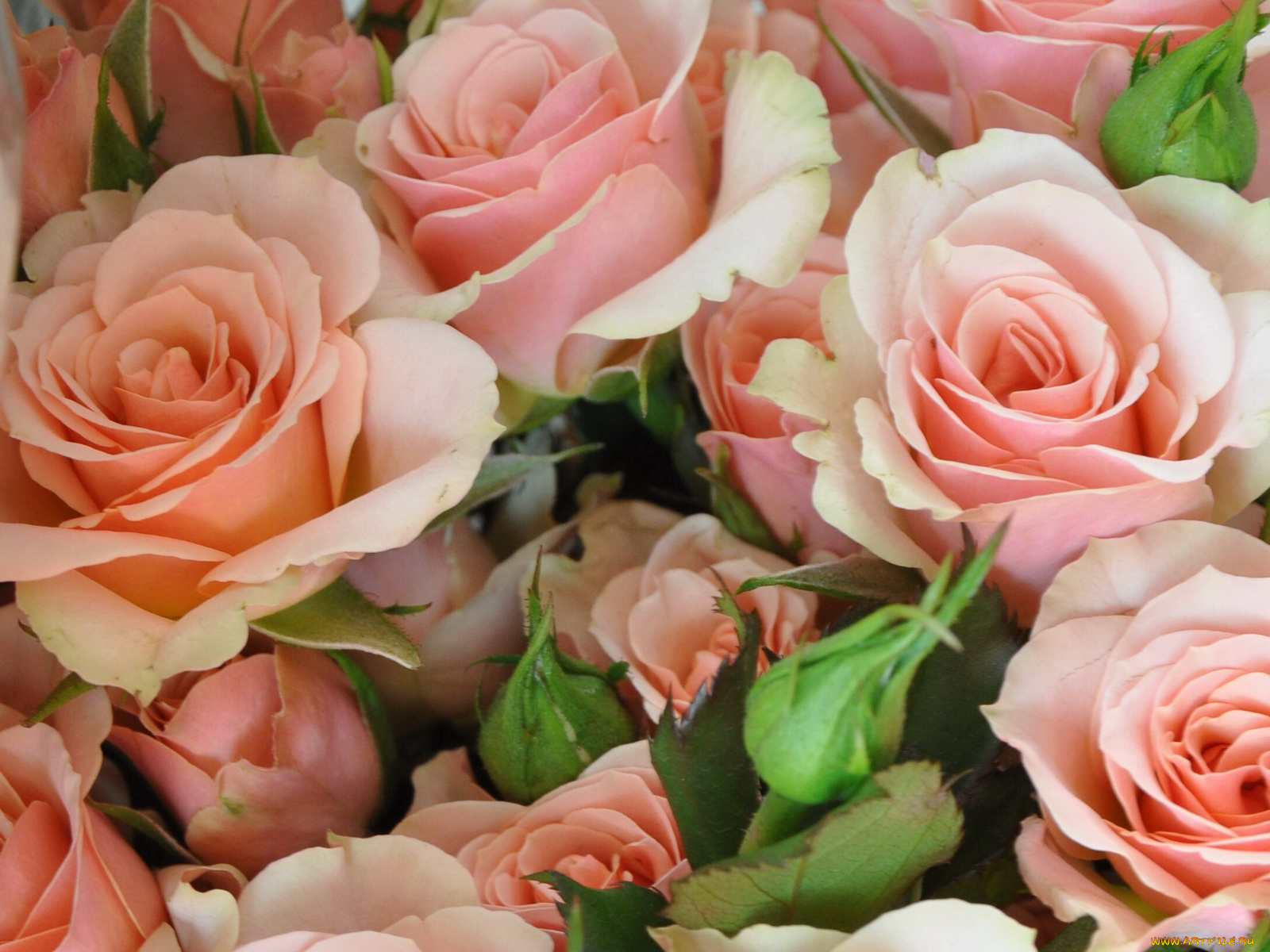 цветы, розы