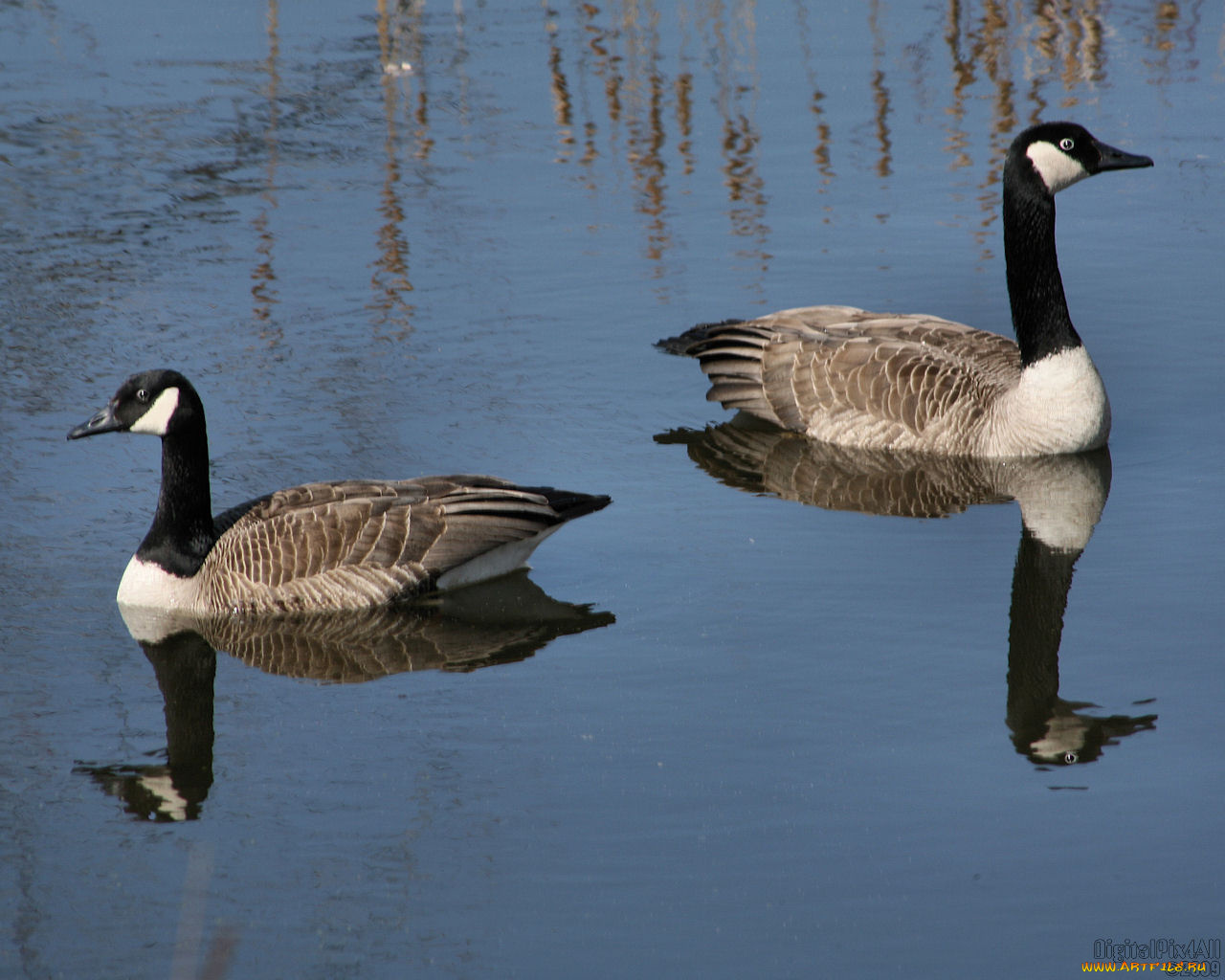 животные, гуси