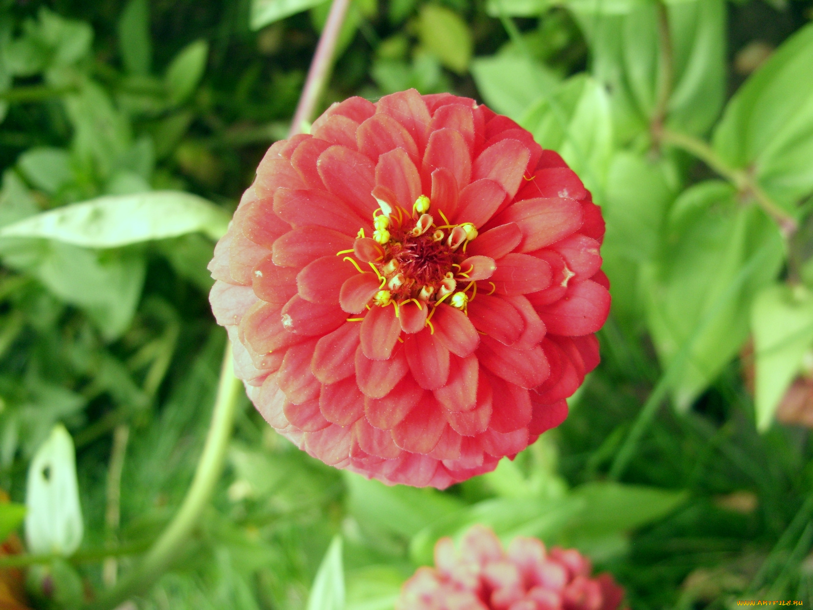 цветы, цинния