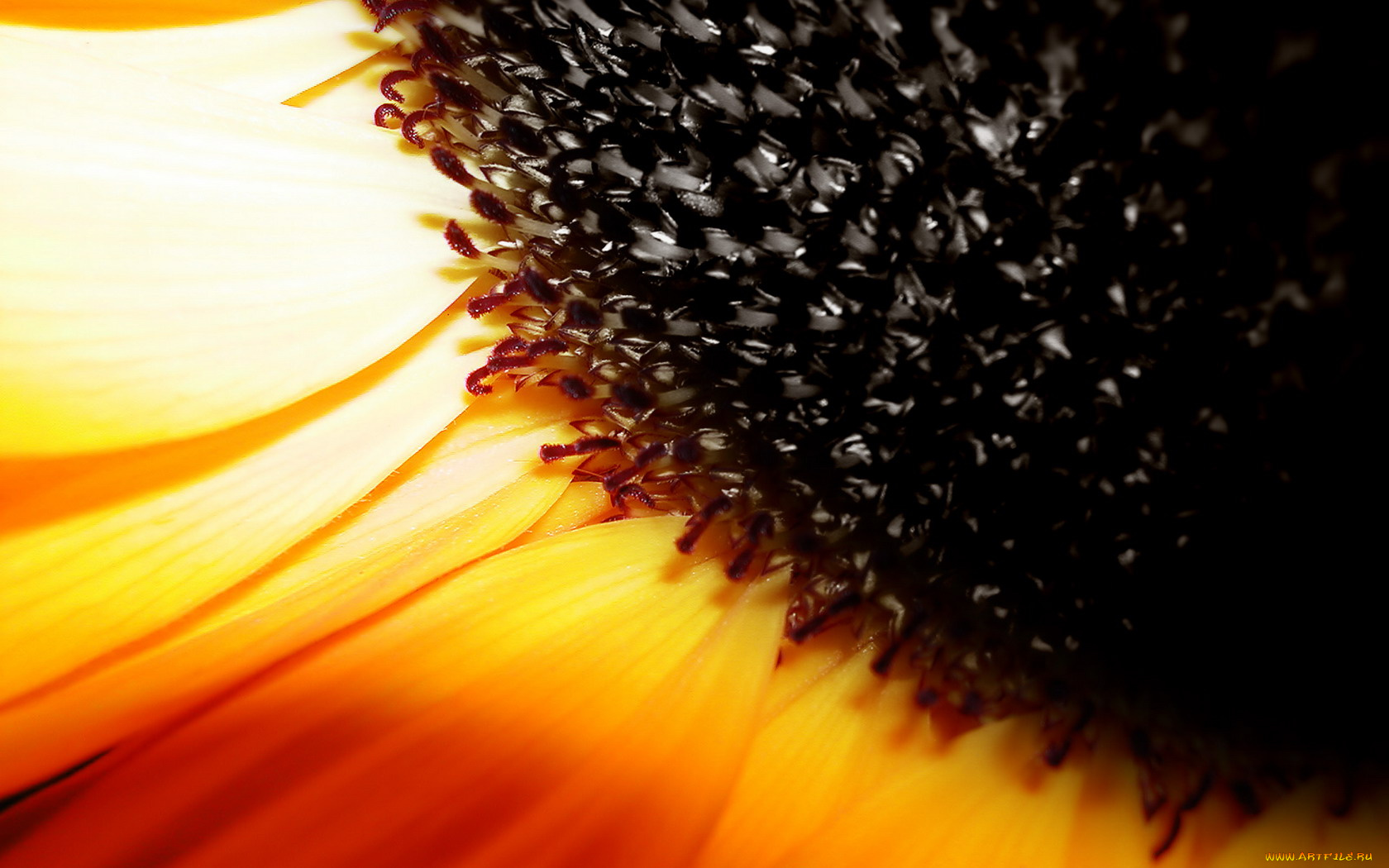 цветы, подсолнухи