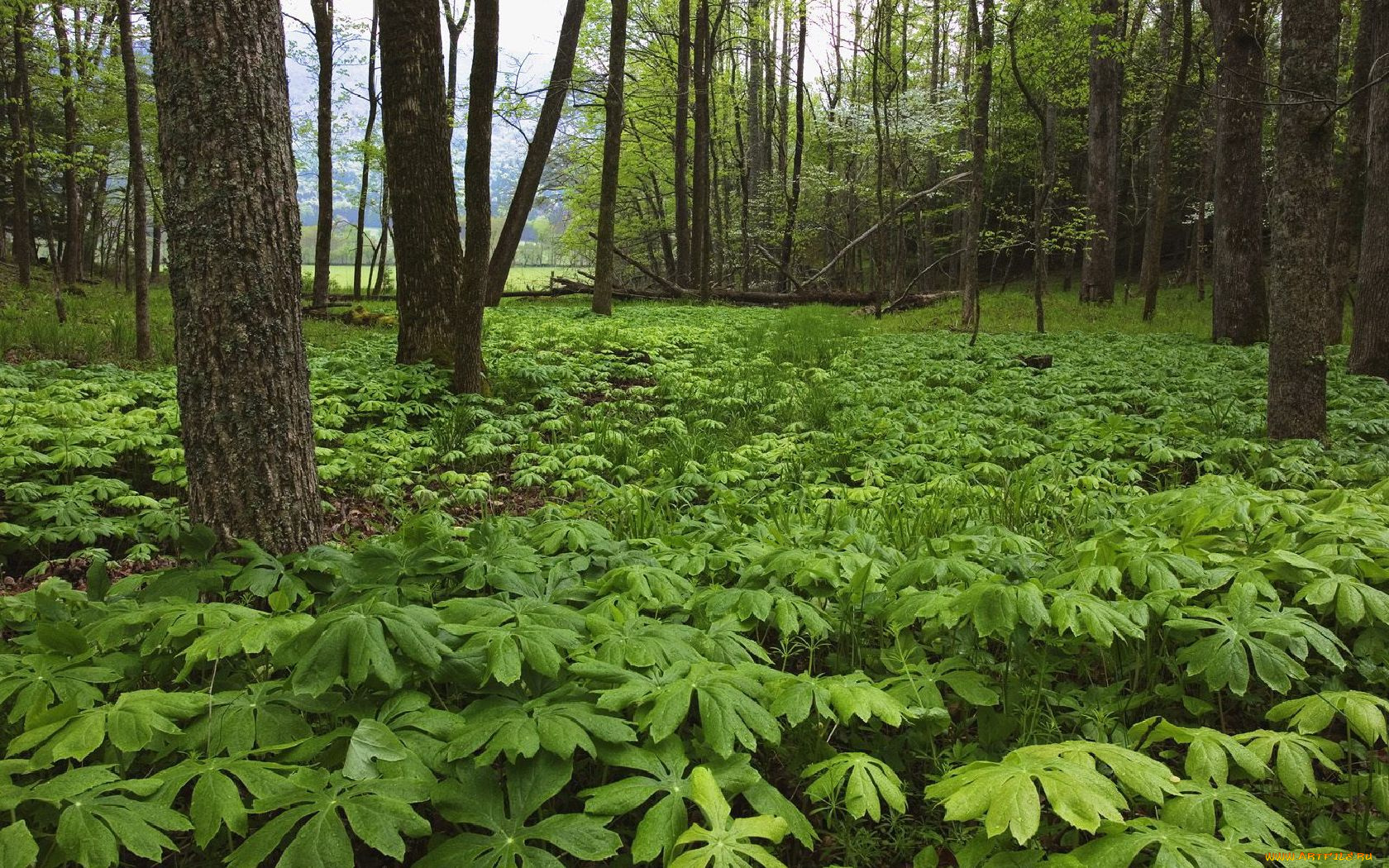 природа, лес