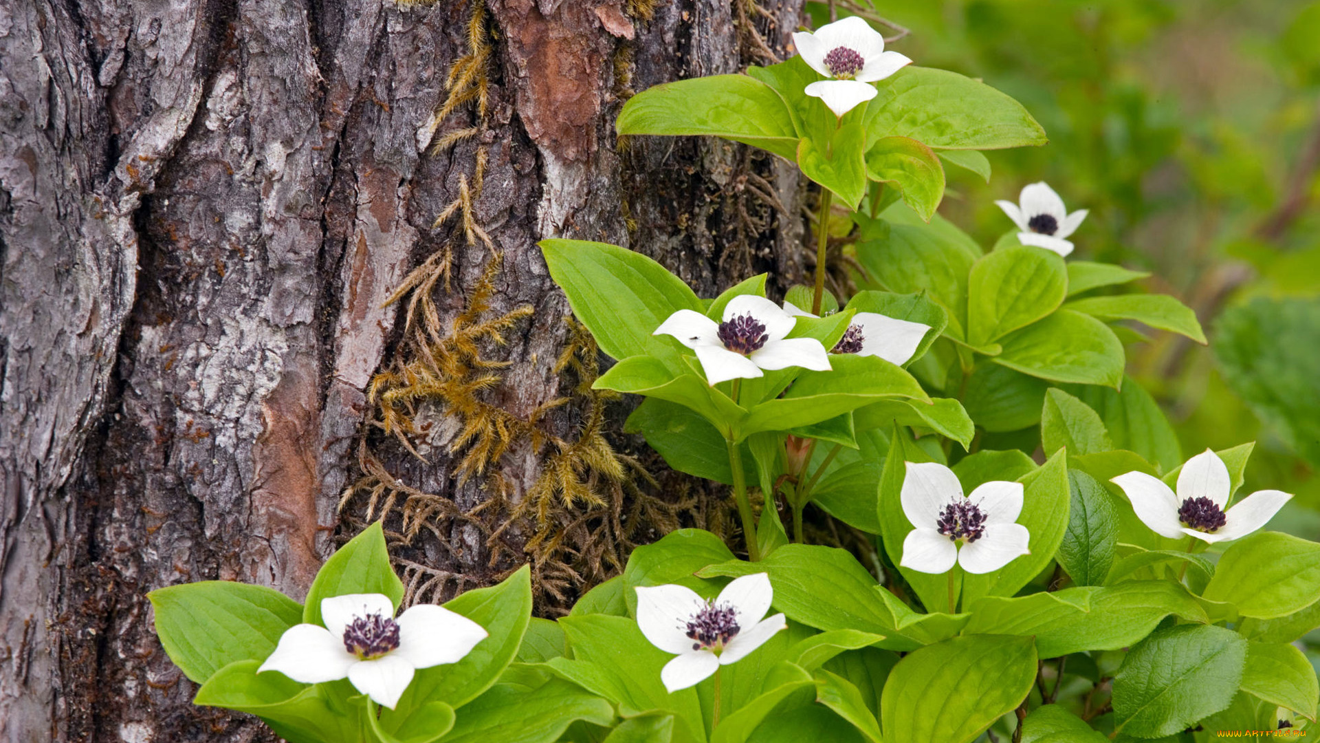кизил, канадский, цветы
