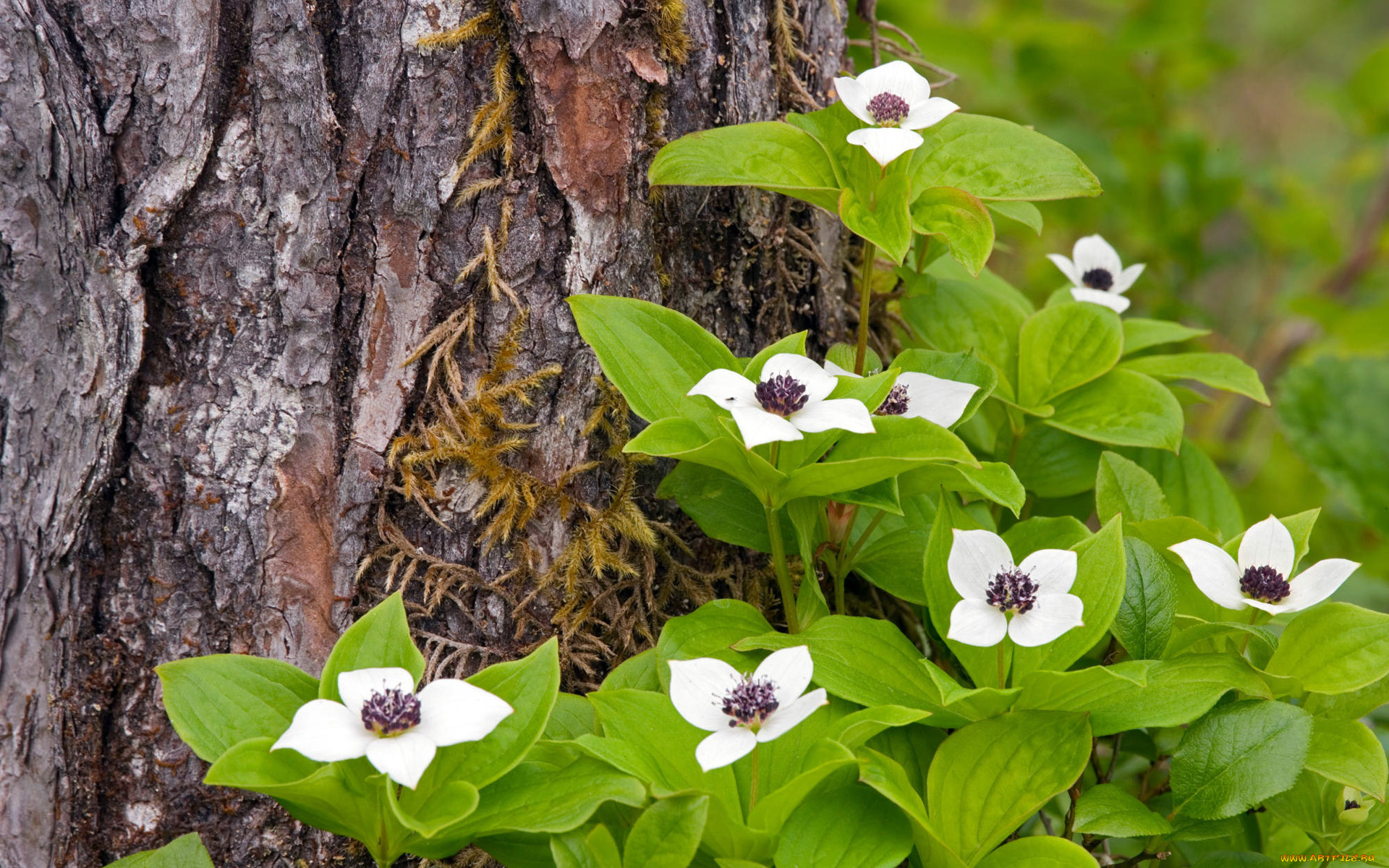 кизил, канадский, цветы