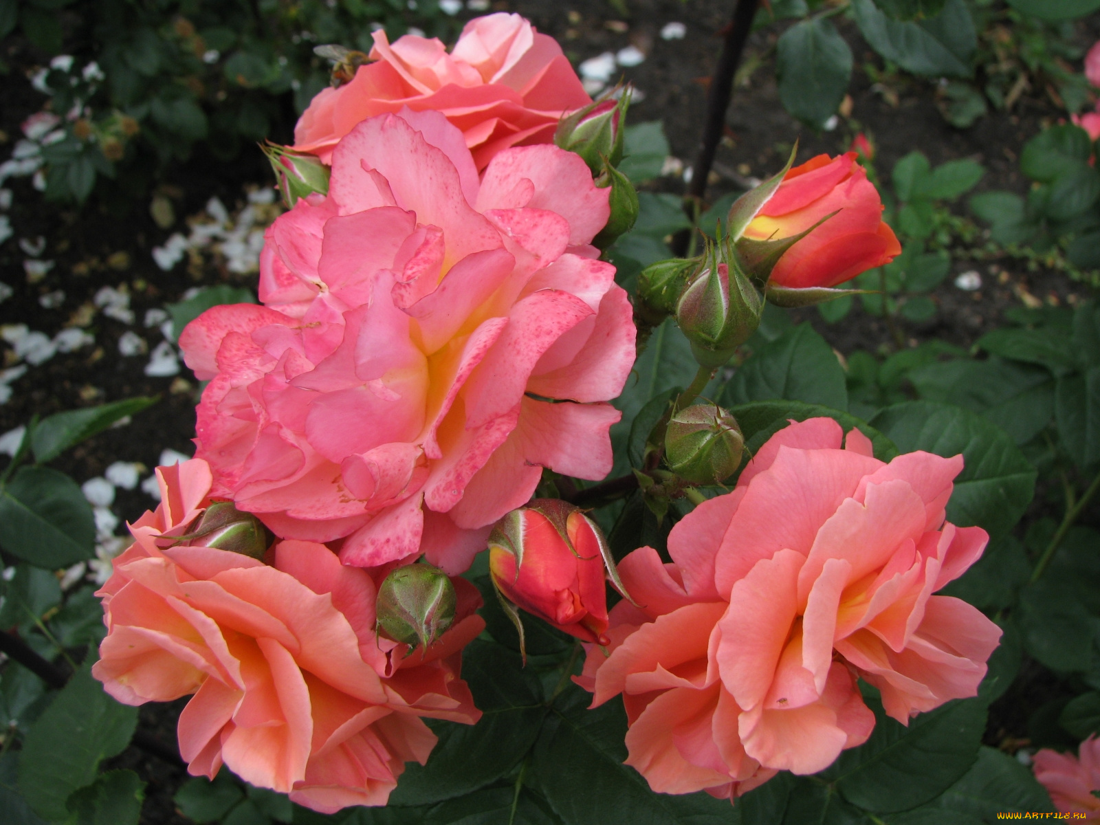 цветы, розы, бутоны, распустившиеся