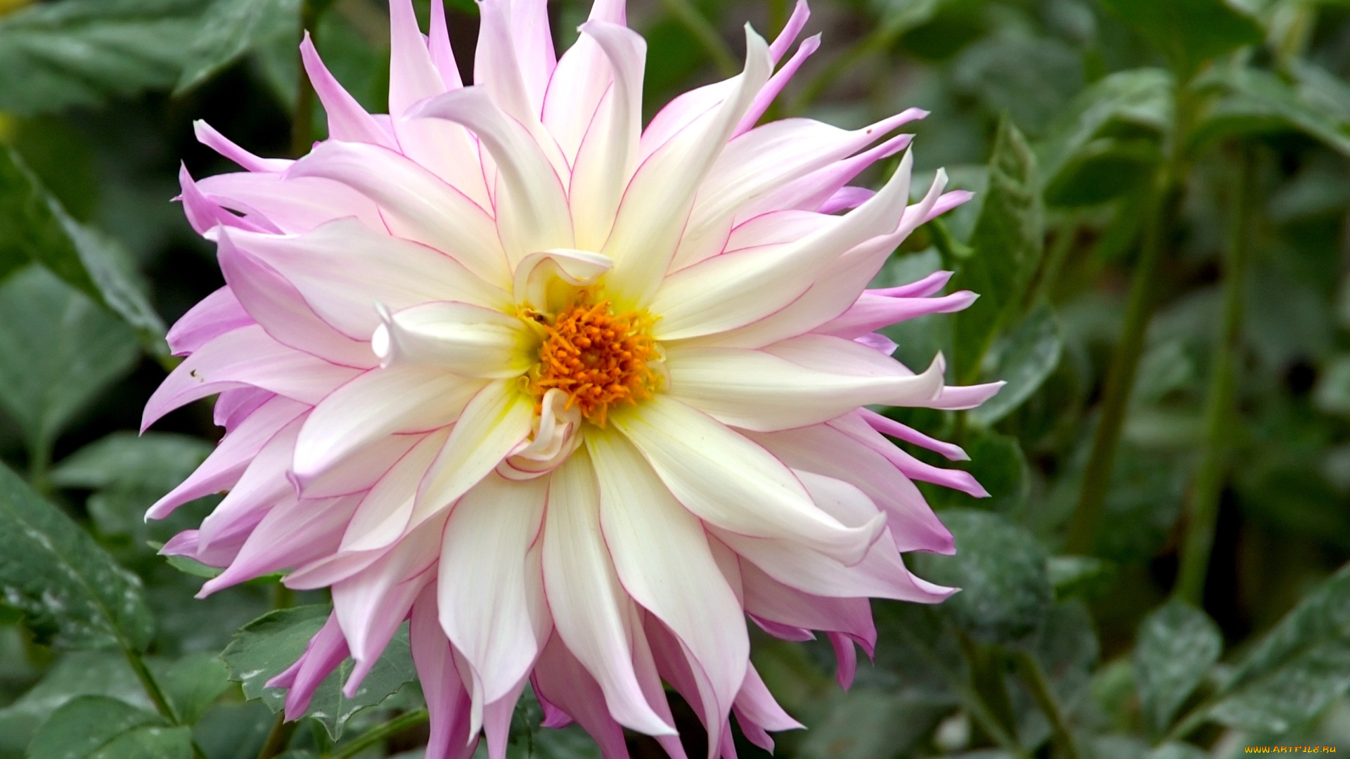 цветы, георгины, розовый, круглый