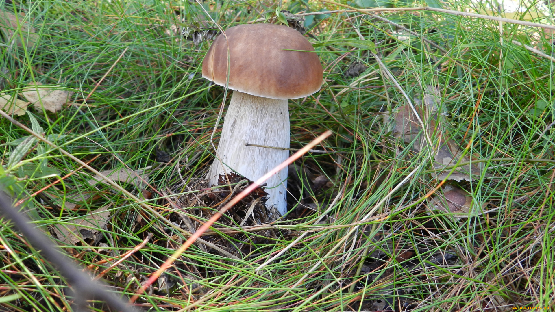 осень, природа, грибы, лес