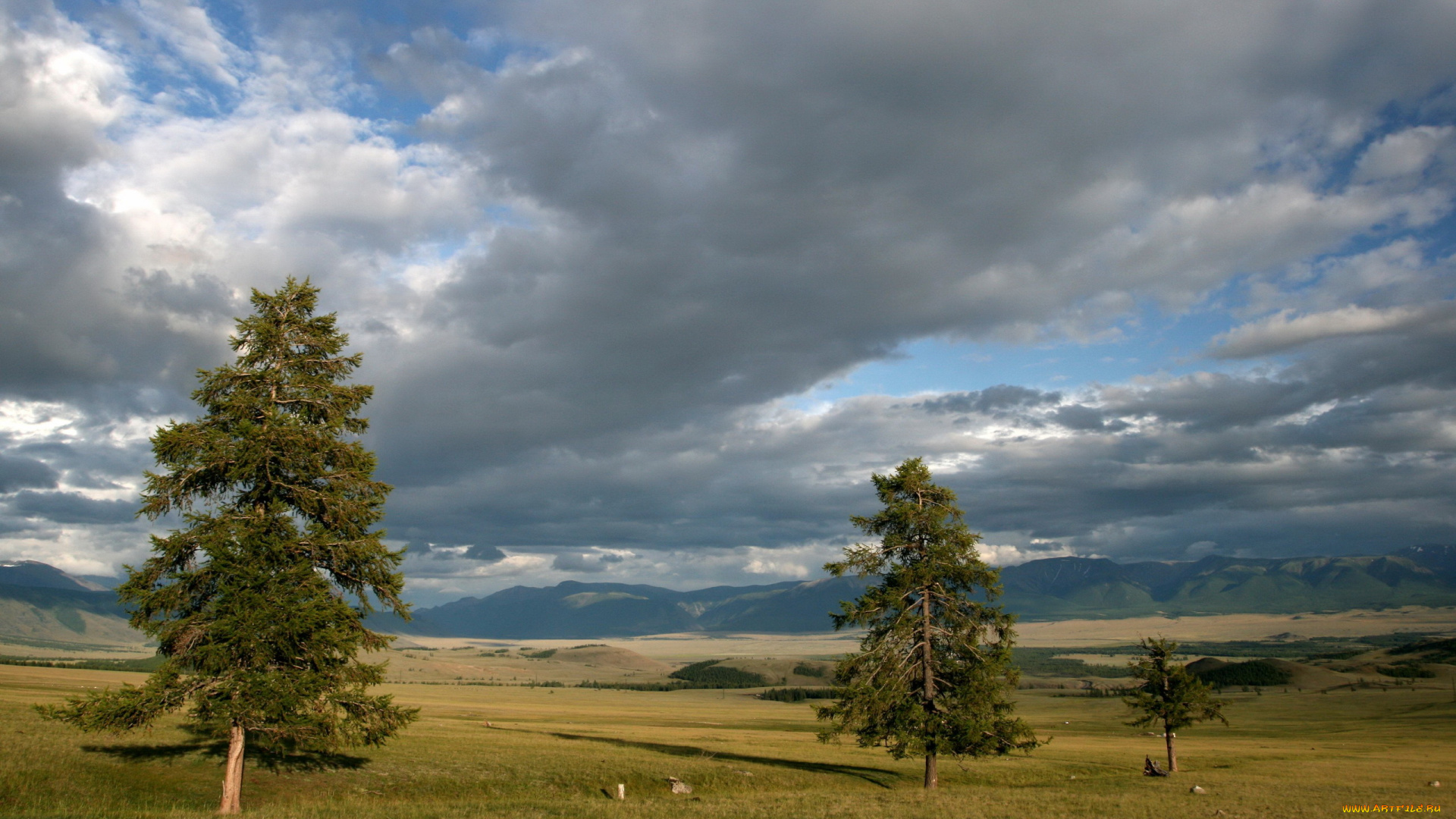 природа, деревья, пейзаж, ели, облака