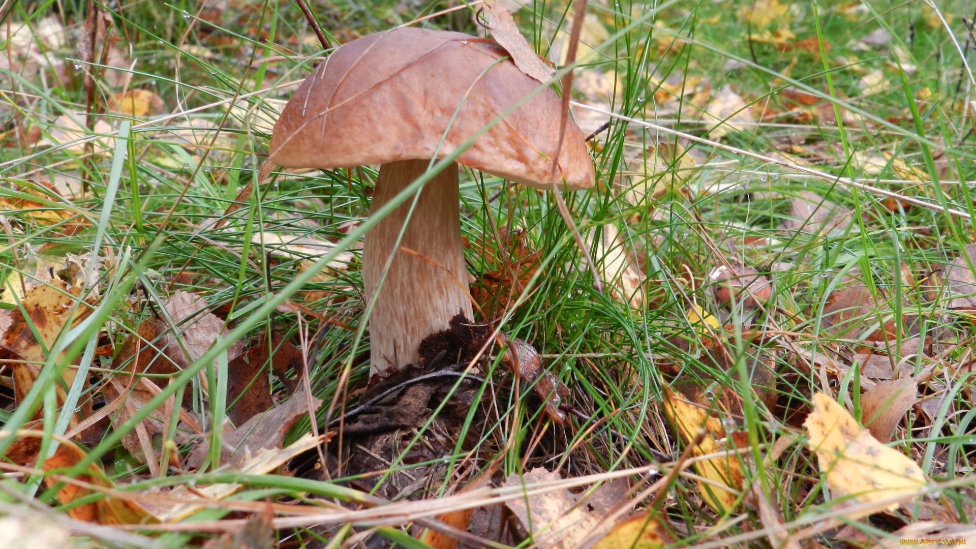 природа, грибы, лес