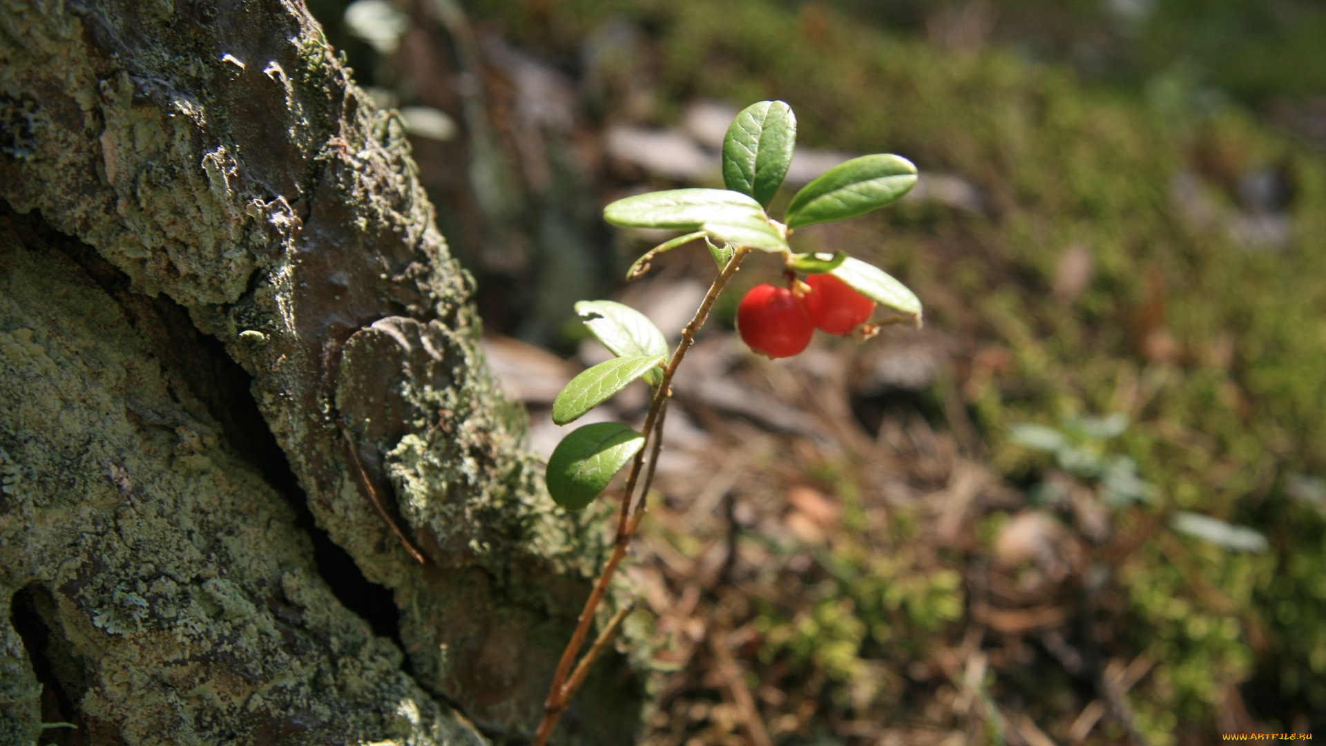 природа, Ягоды, брусника