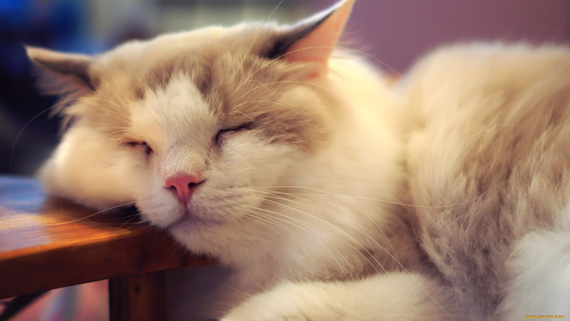 животные, коты, сон