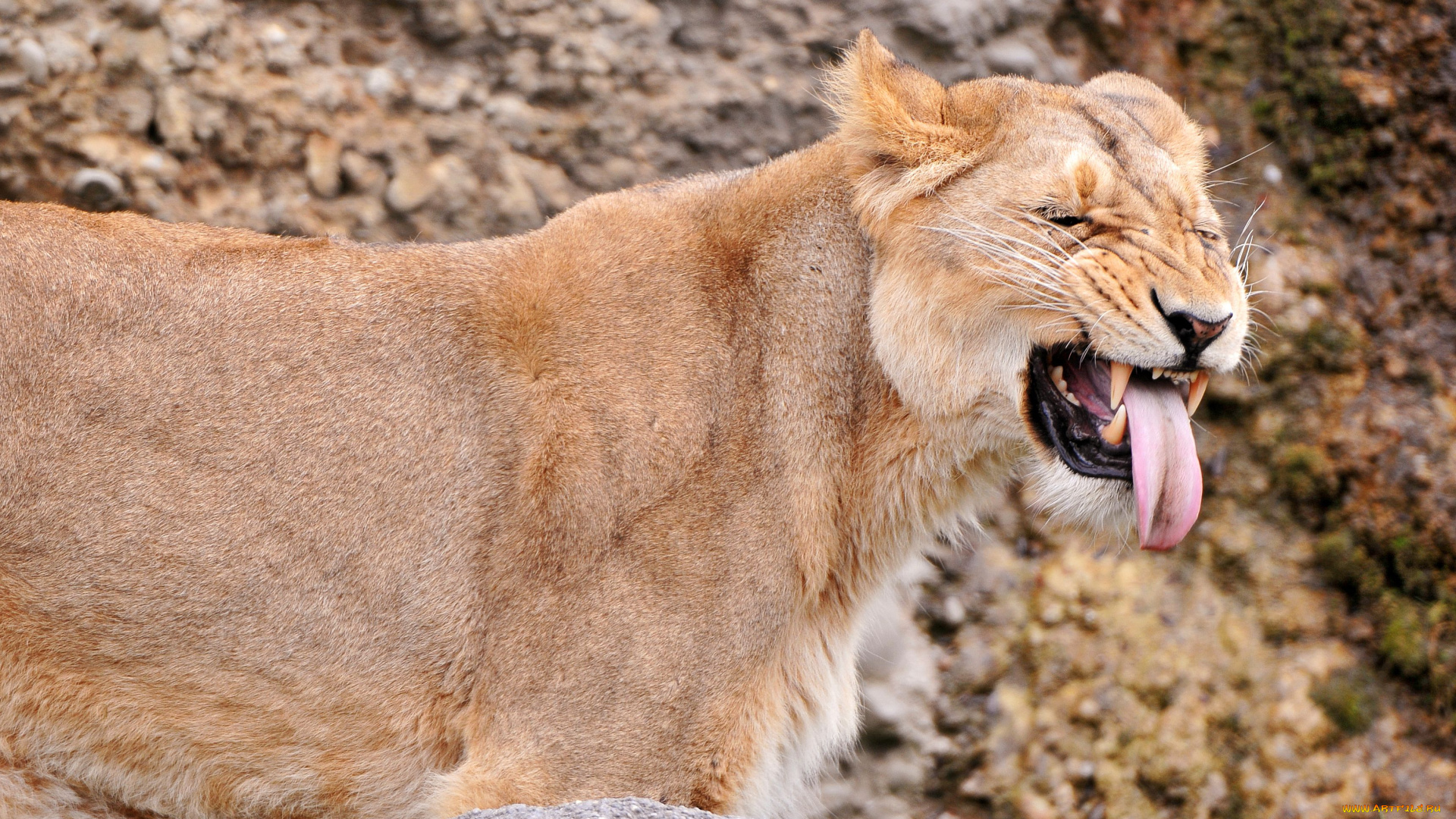 животные, львы, львица, язык