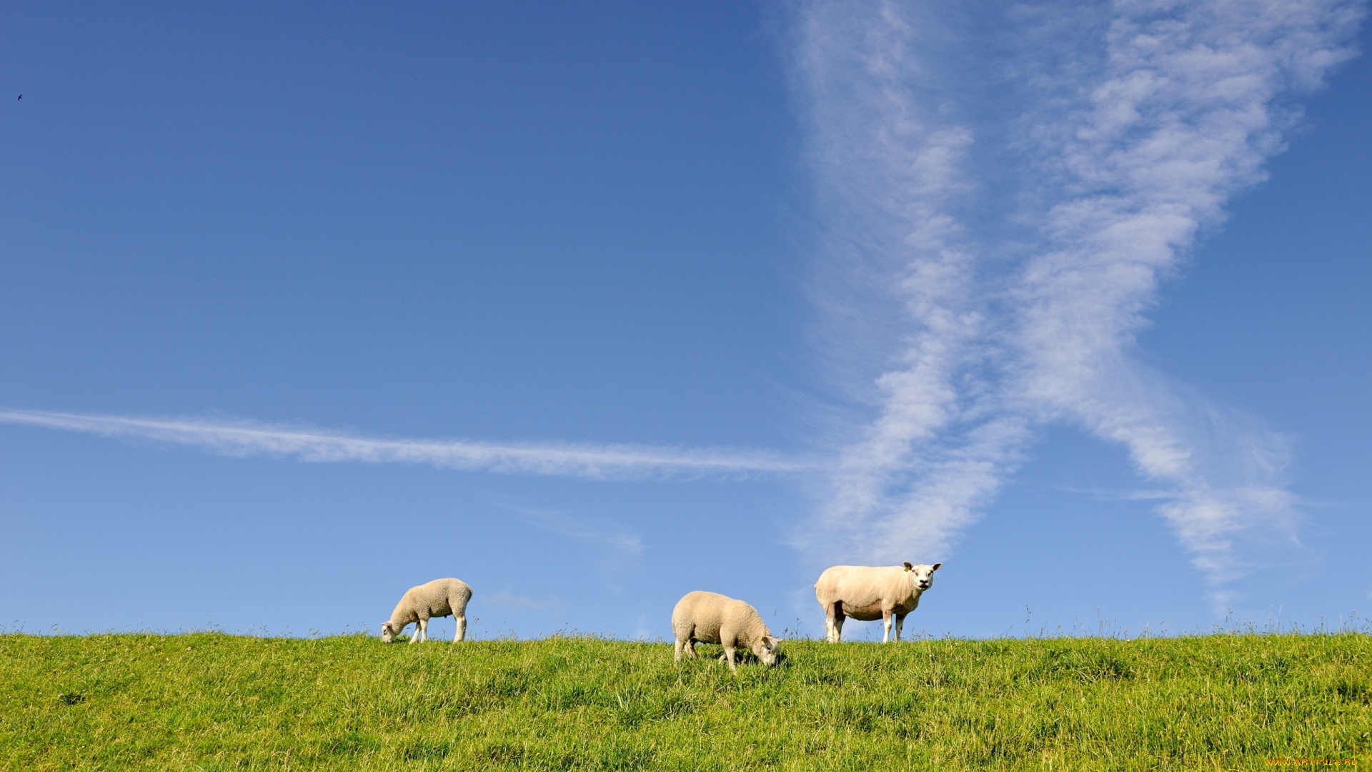животные, овцы, бараны, луг