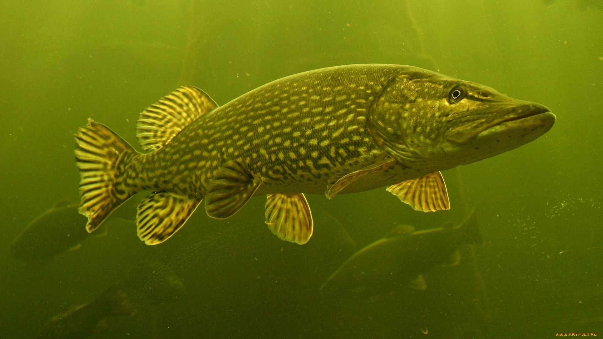 животные, рыбы, щука, хищница