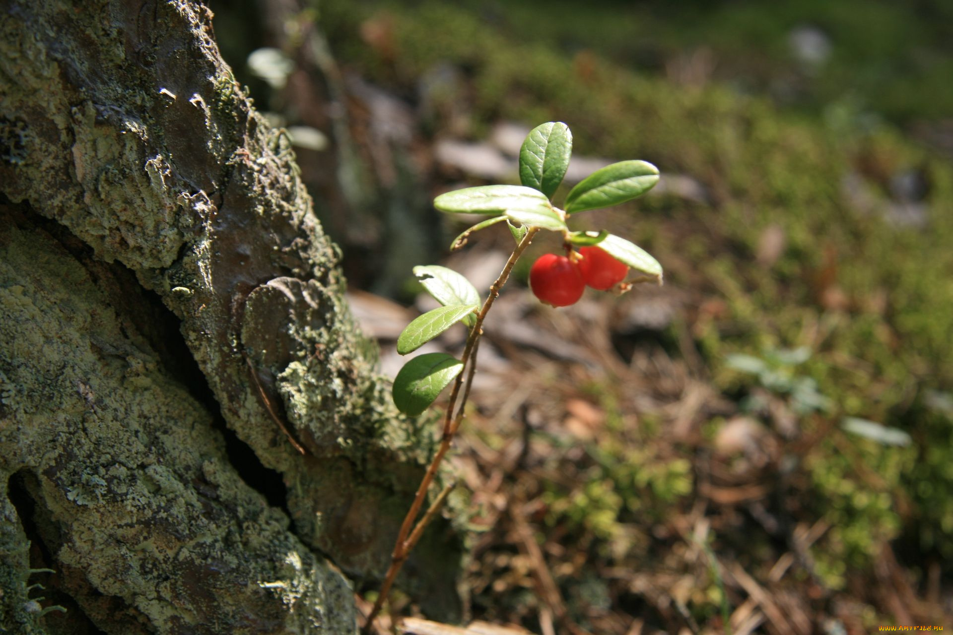 природа, Ягоды, брусника