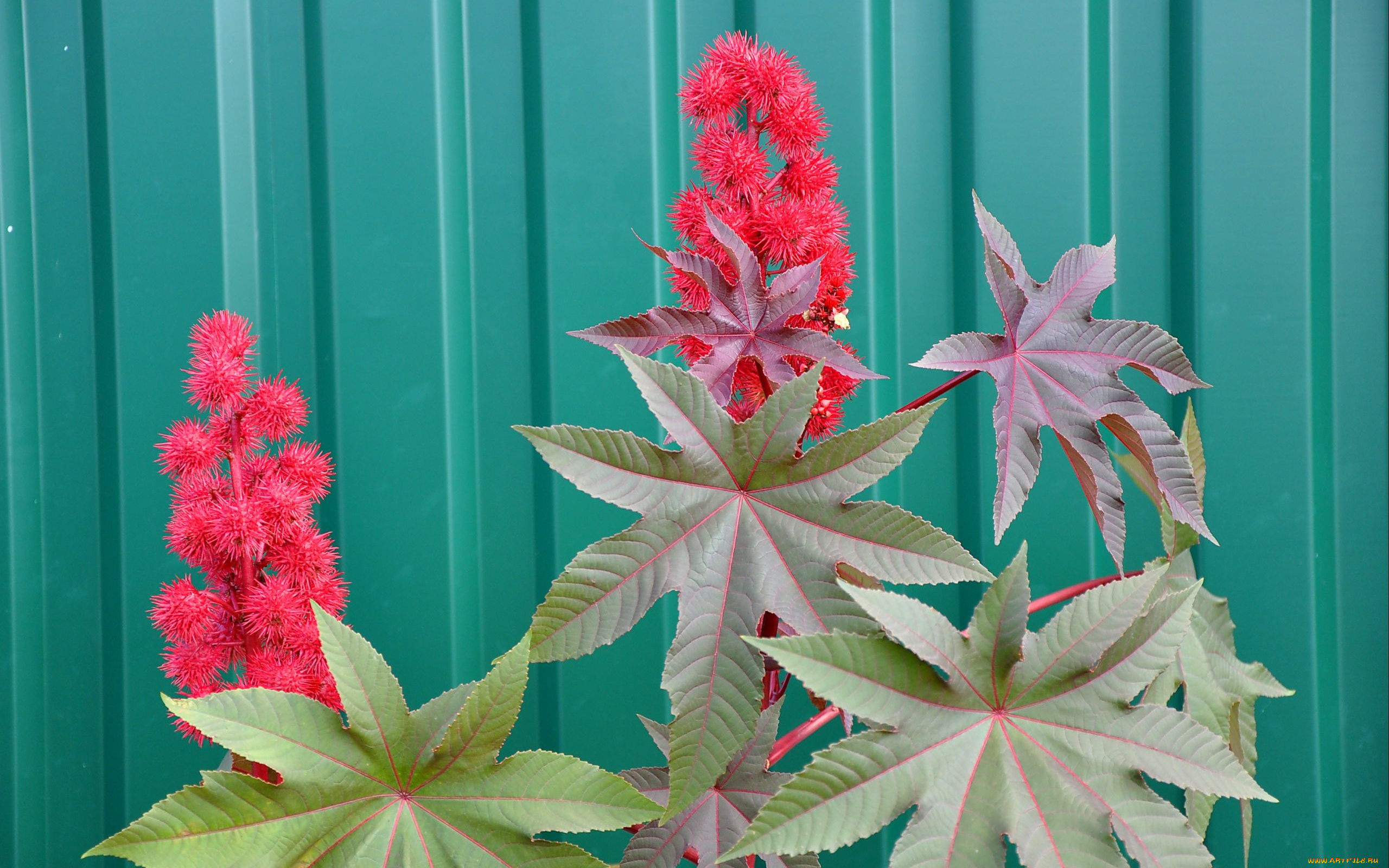 цветы, пушистые, резные, листья