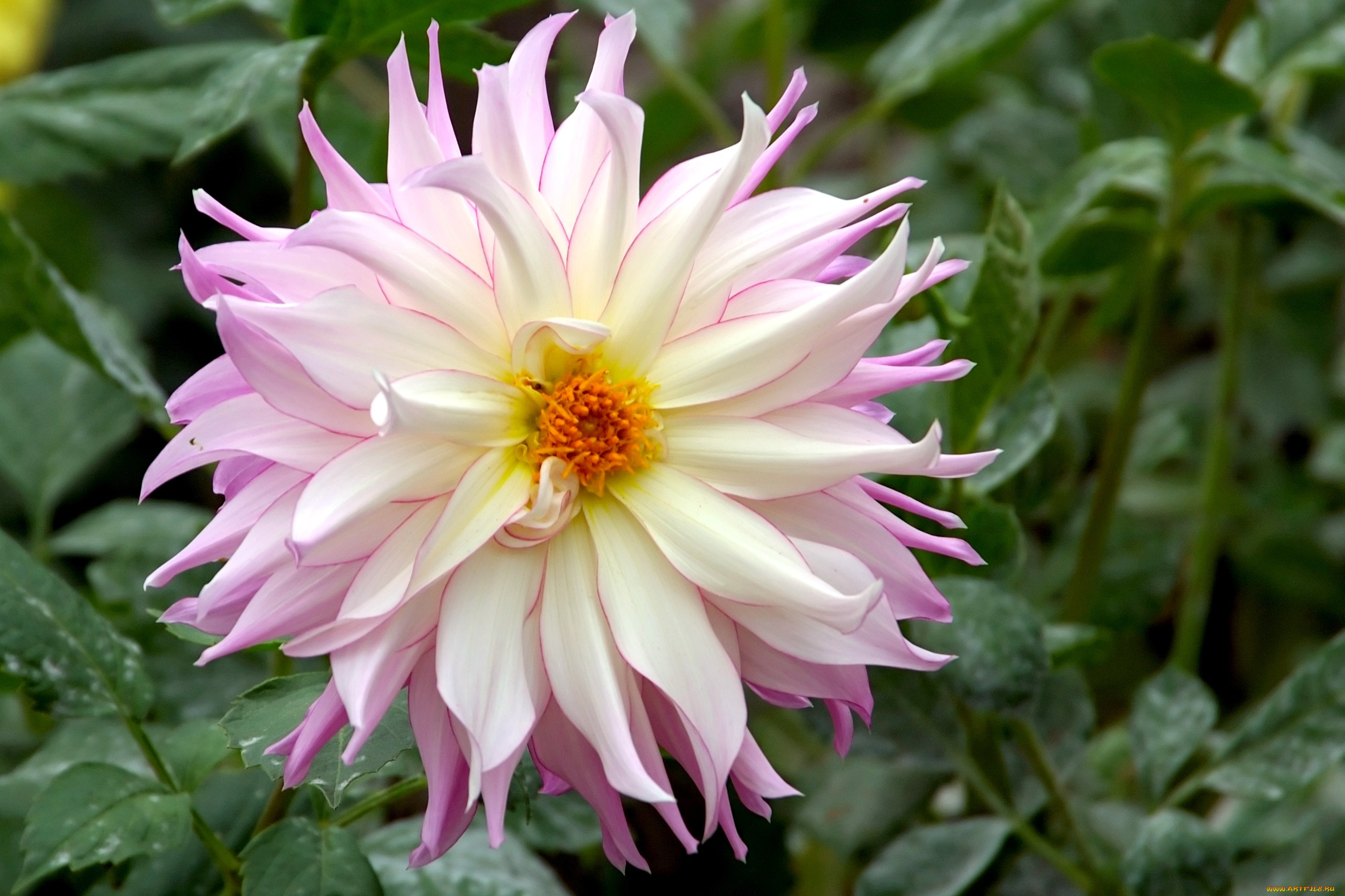 цветы, георгины, розовый, круглый