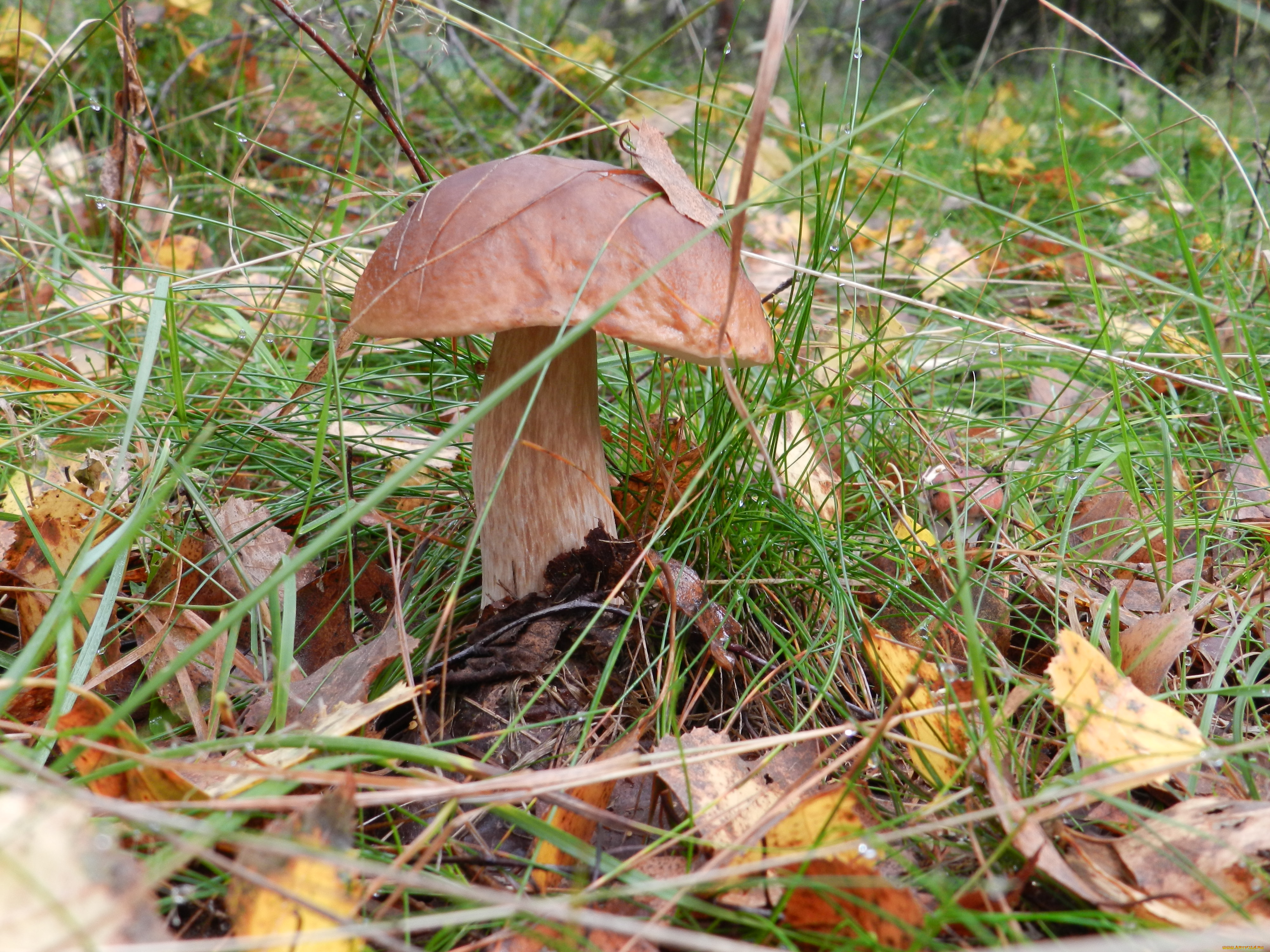 природа, грибы, лес