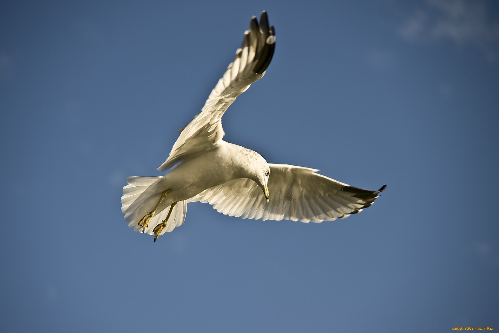 животные, Чайки, бакланы, крачки, чайка