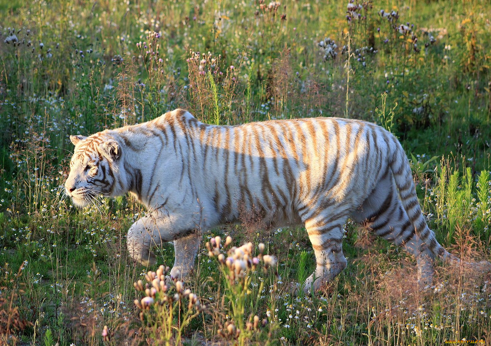 животные, тигры, белый, хищник, полосатый