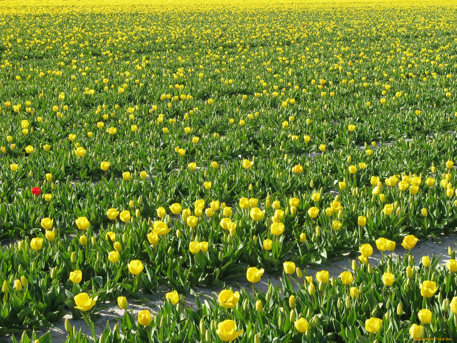 цветы, тюльпаны