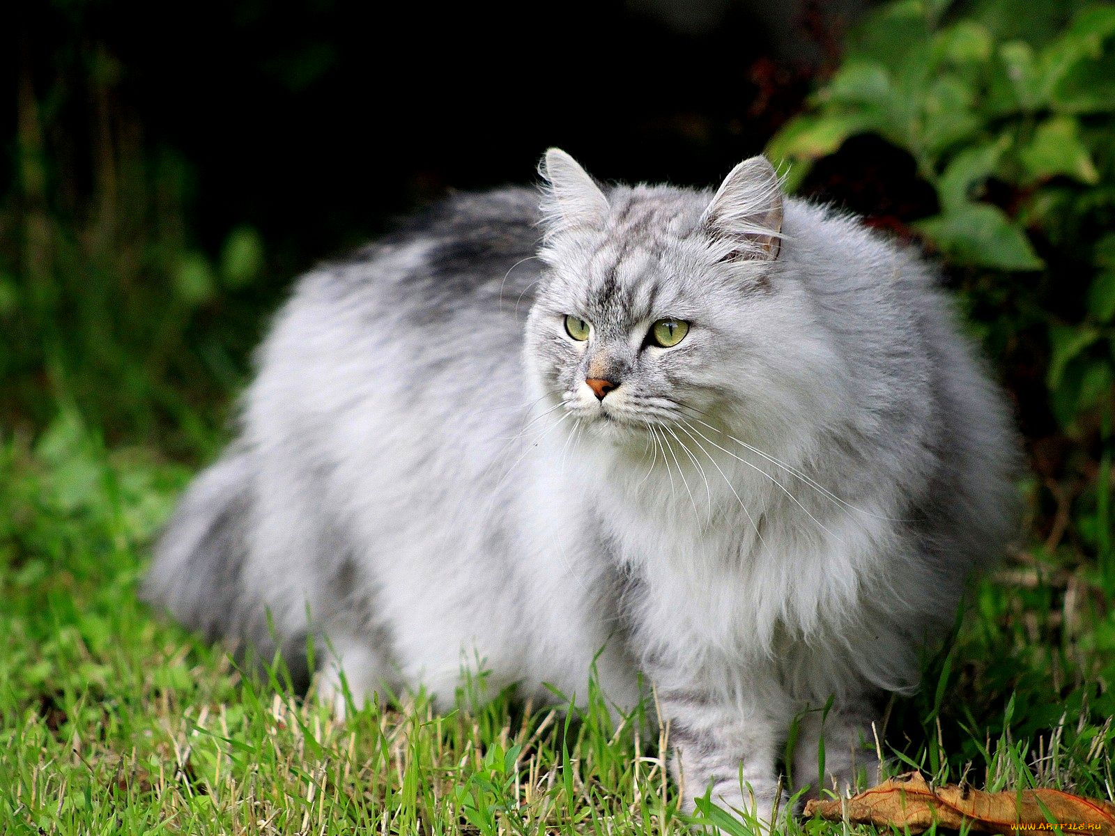 животные, коты, серый, пушистый