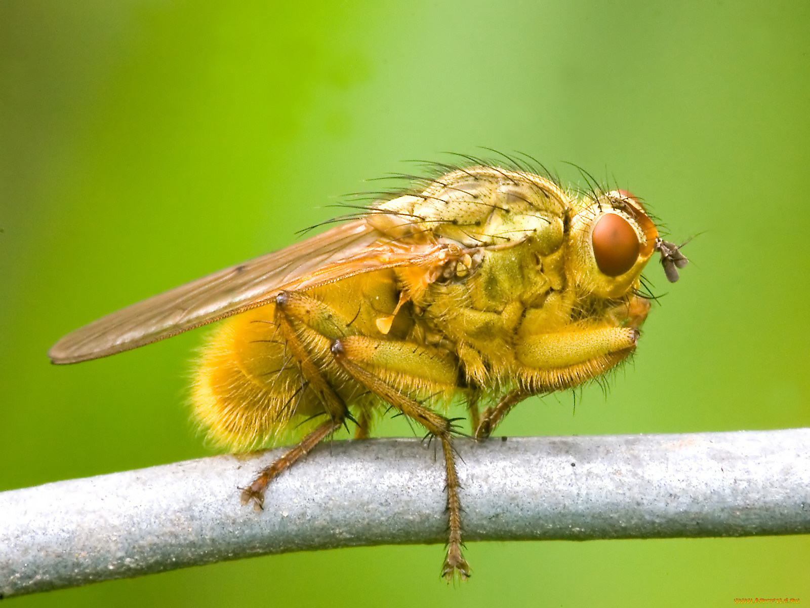 животные, насекомые, муха