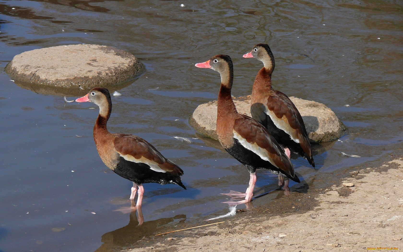 животные, утки