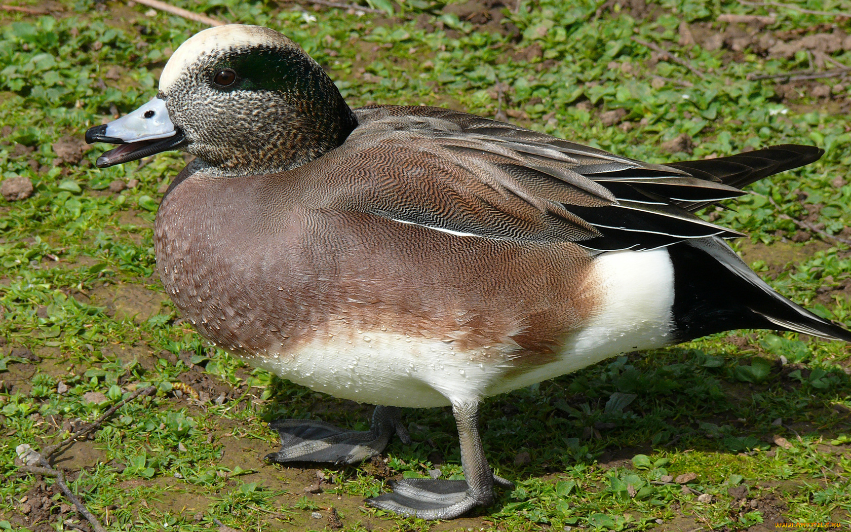 животные, утки