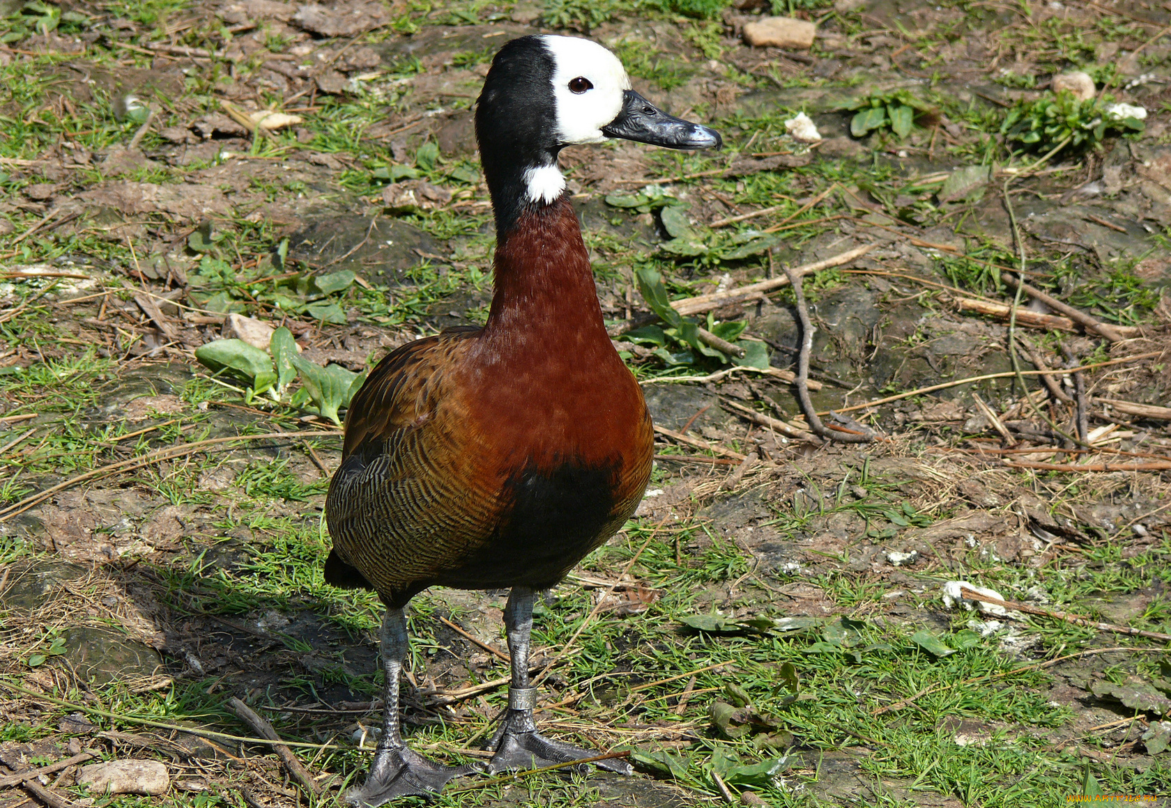 животные, утки