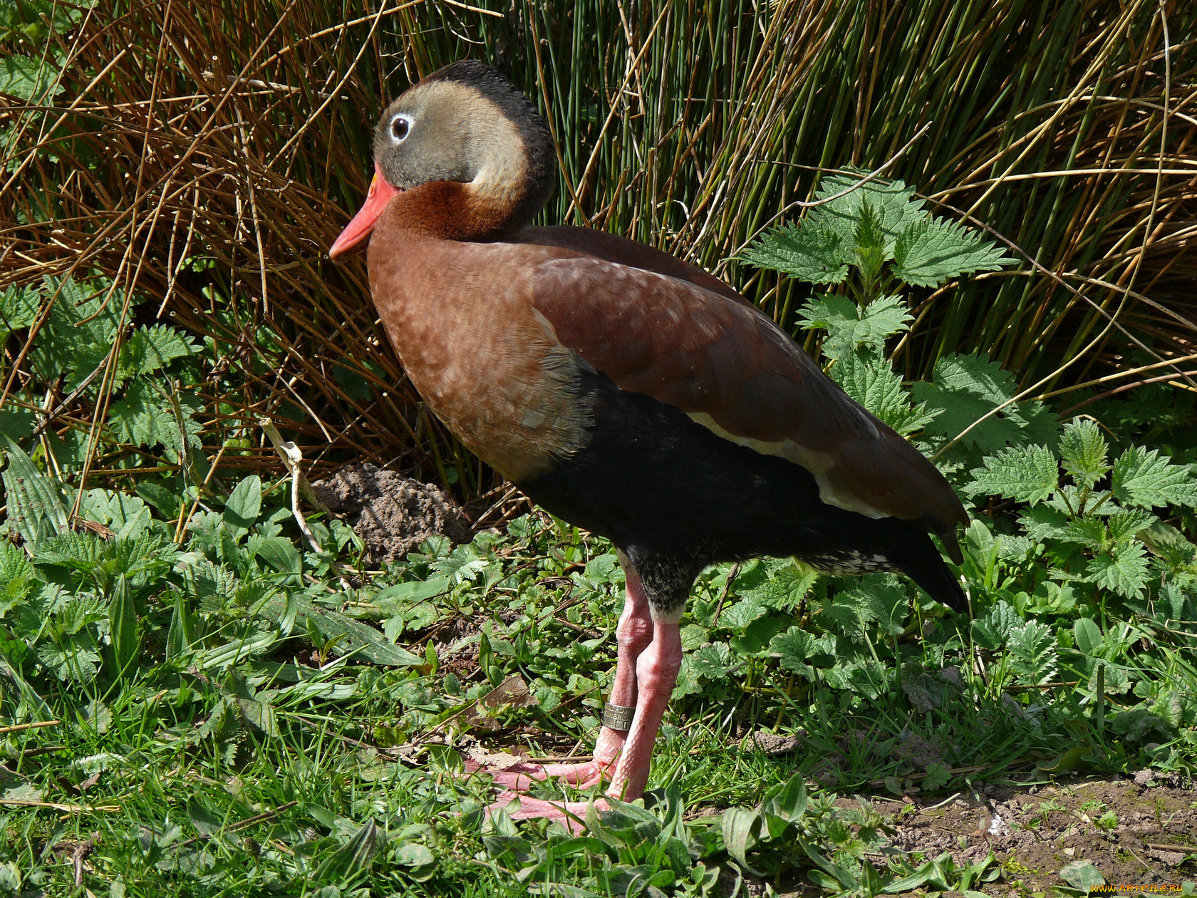 животные, утки