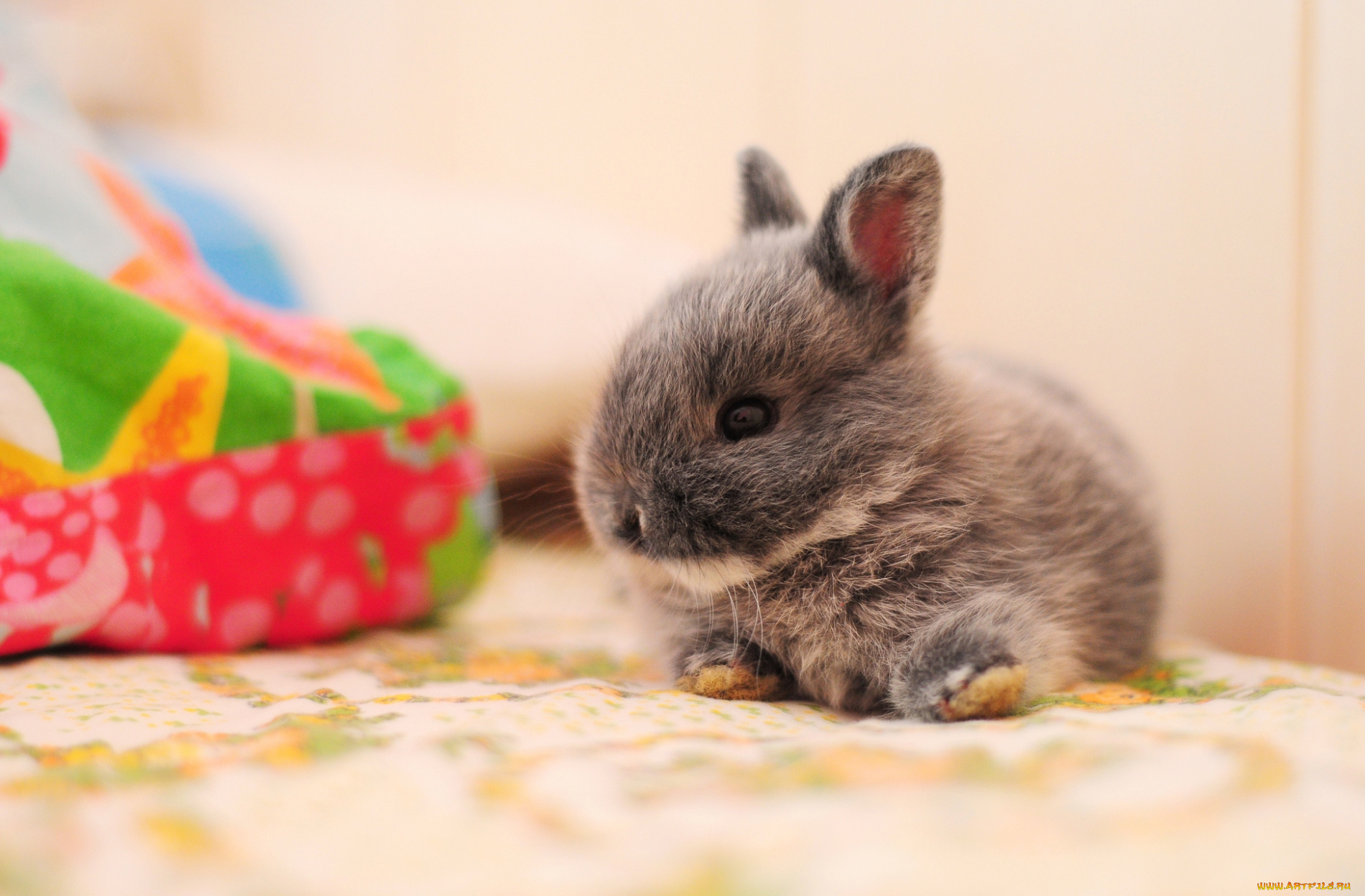 животные, кролики, зайцы, кролик, малыш, пушистый