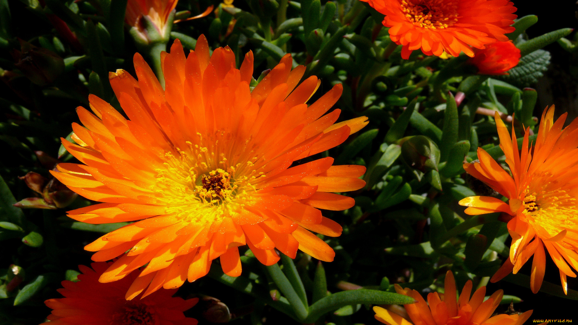 цветы, аизовые, лепестки