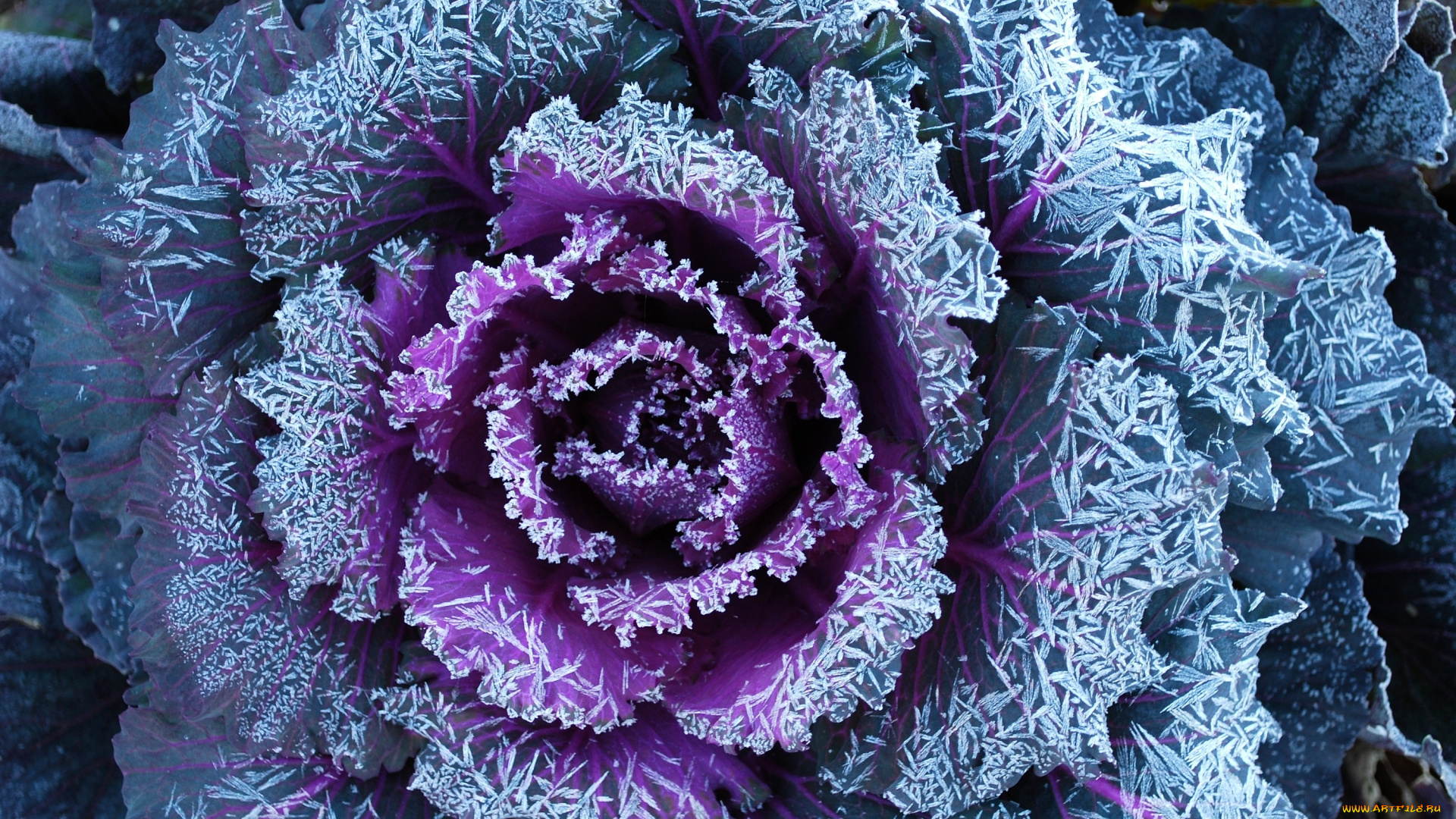 цветы, декоративная, капуста, листья, изморозь